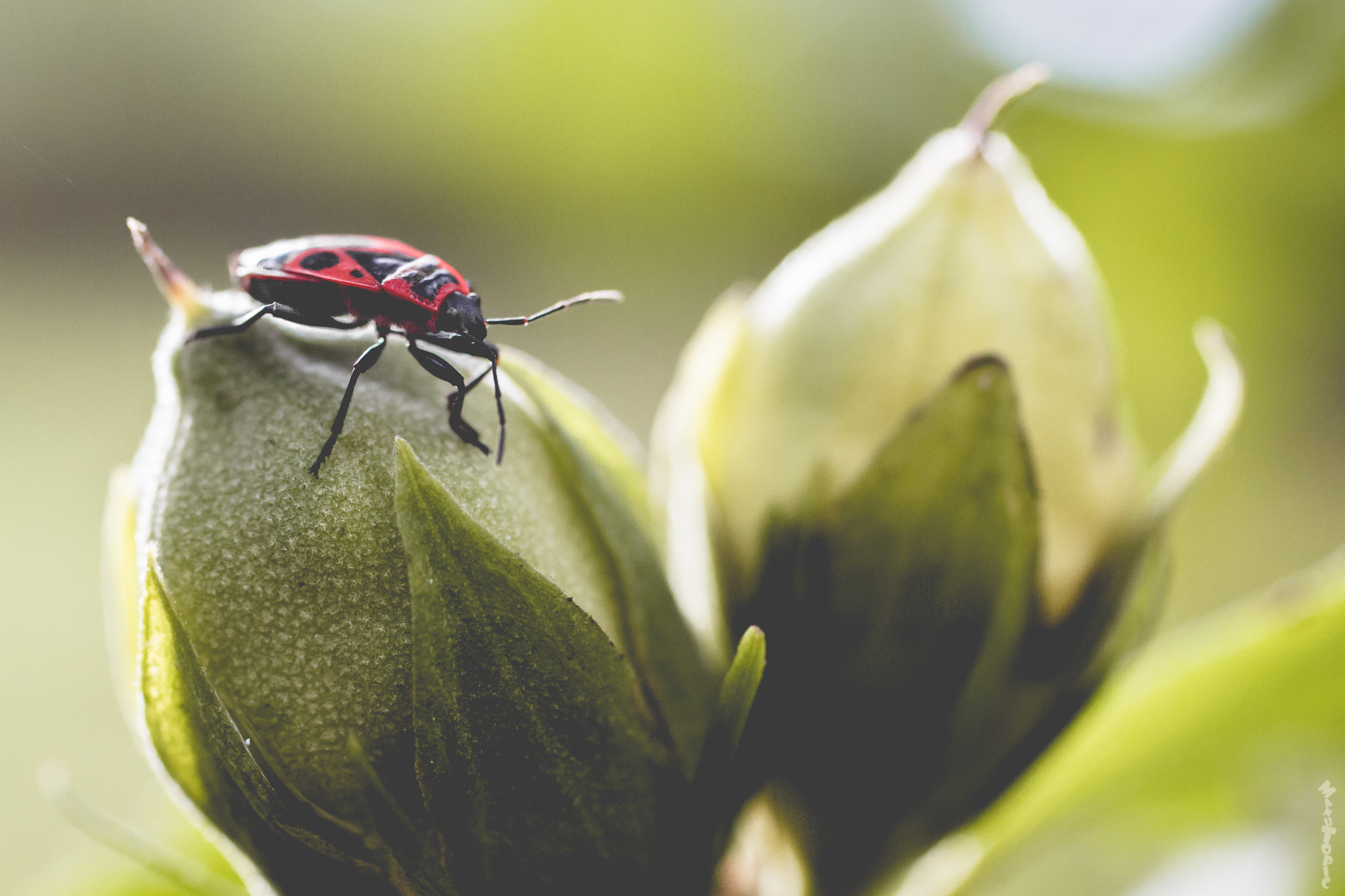 Canon EF 50mm F2.5 Macro sample photo. Gendarme perché photography