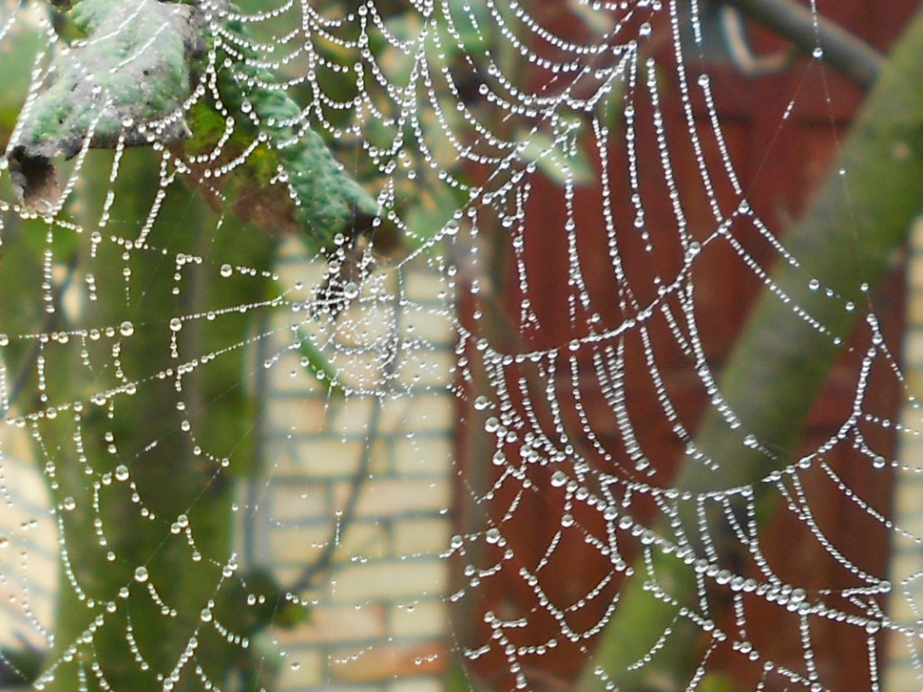 Nikon COOLPIX S2600 sample photo. Spider web photography