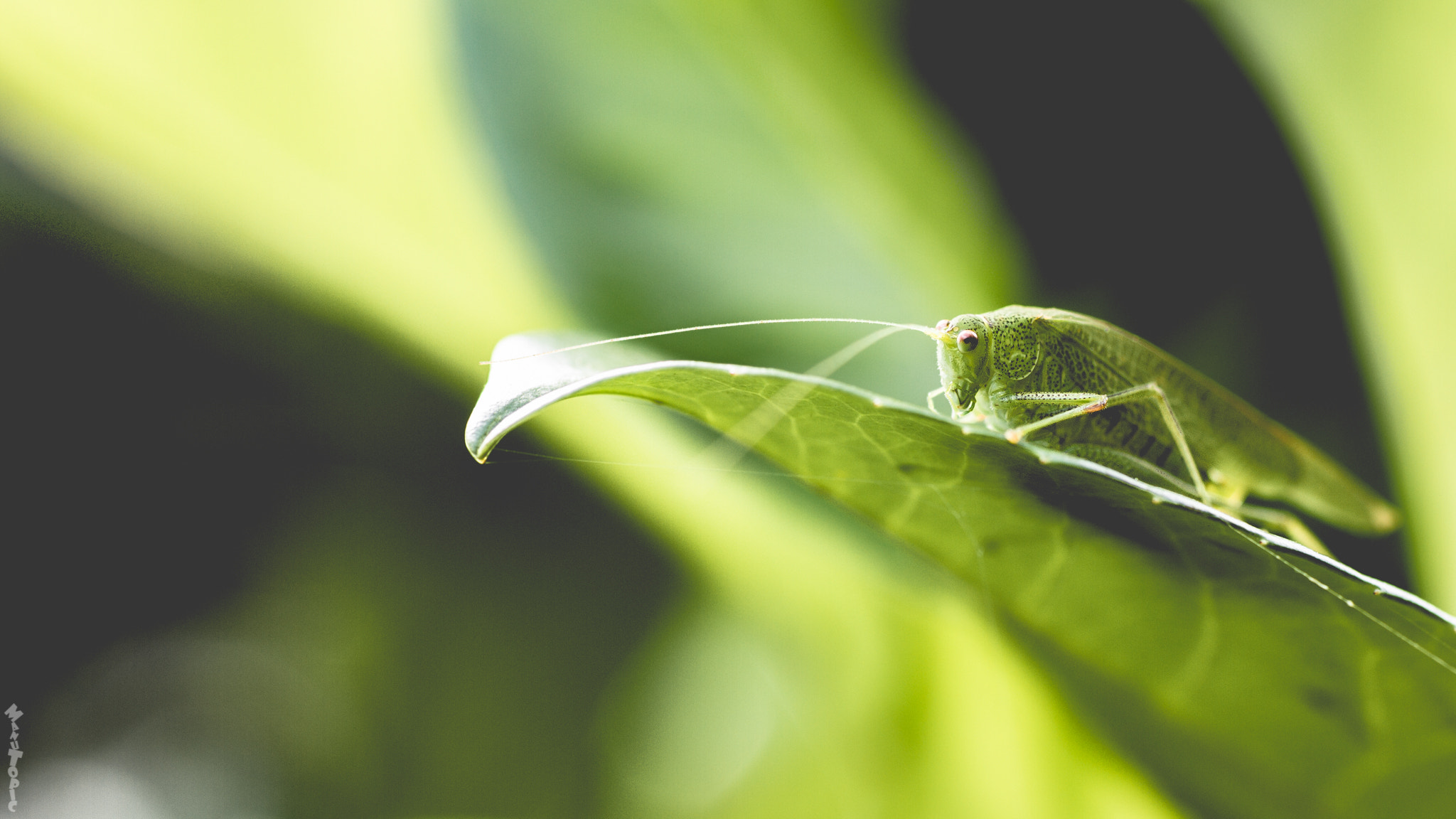 Canon EF 50mm F2.5 Macro sample photo. Ton sur ton photography