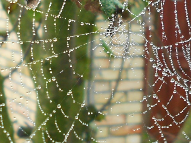 Nikon COOLPIX S2600 sample photo. Spider web photography