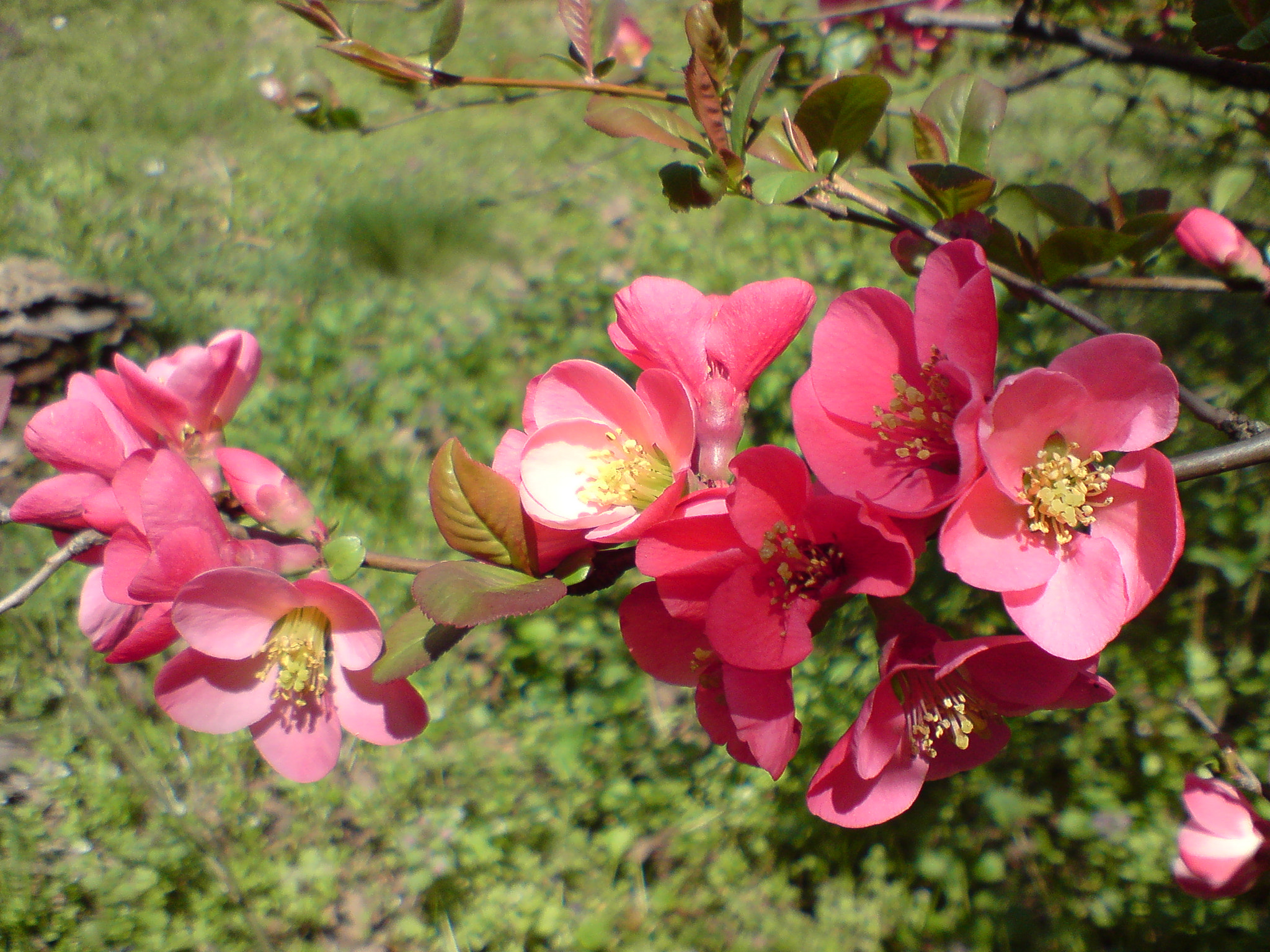 Sony Ericsson K850i sample photo. Reminiscence of the spring photography