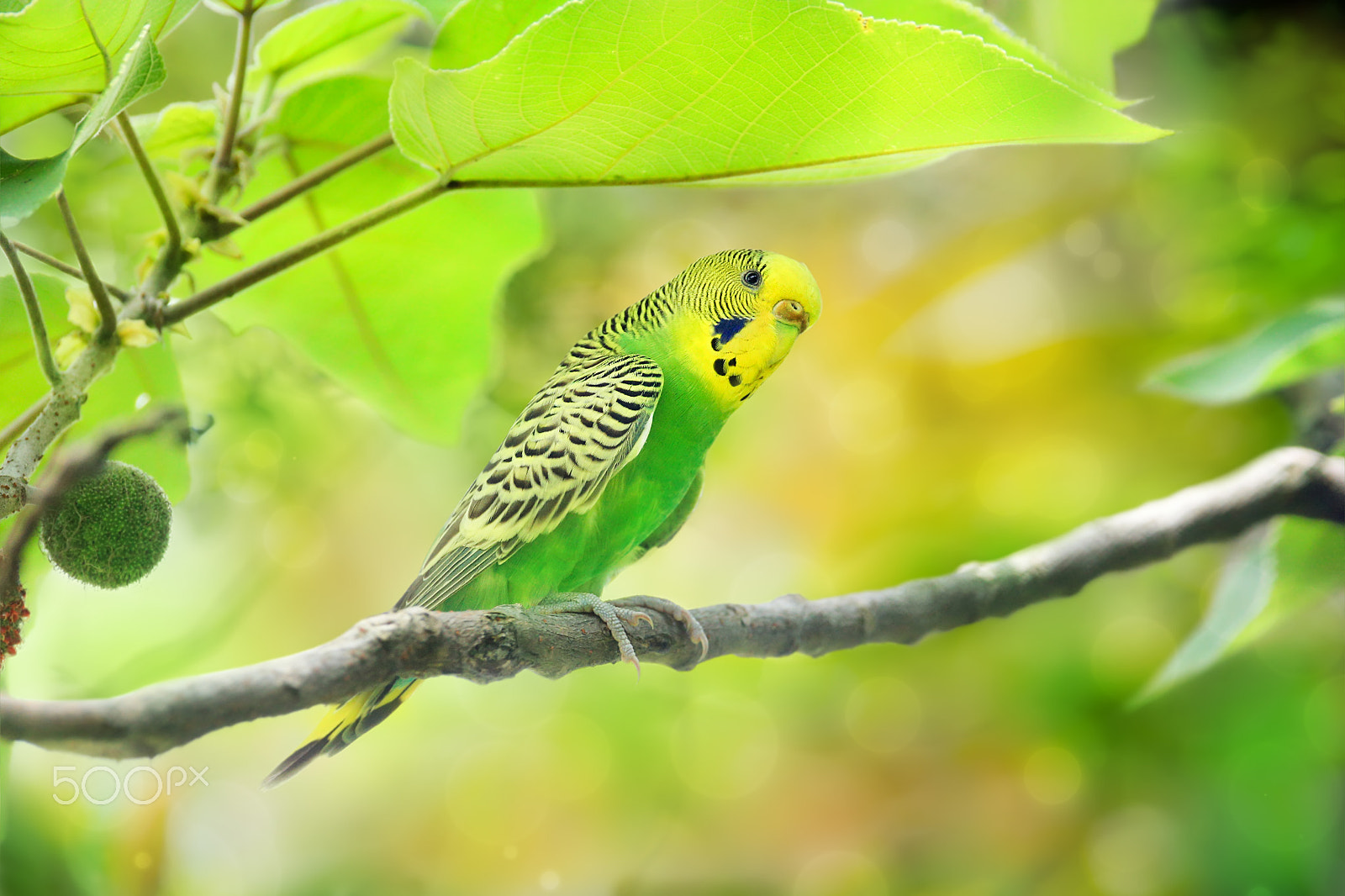 Canon EF 300mm F2.8L IS USM sample photo. Cutie under green umbrella photography