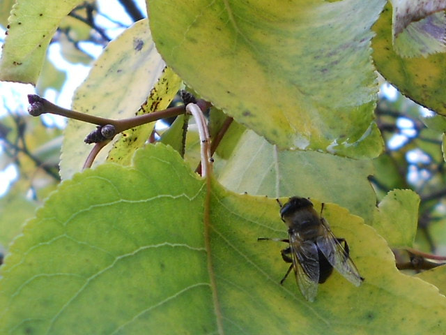 Nikon COOLPIX S2600 sample photo. Fly photography