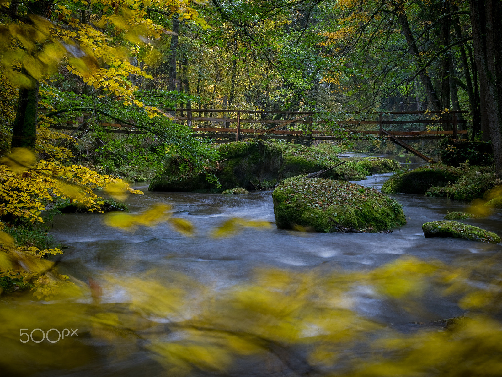 Olympus OM-D E-M1 + OLYMPUS 14-54mm Lens sample photo. Vanishing verdancy photography