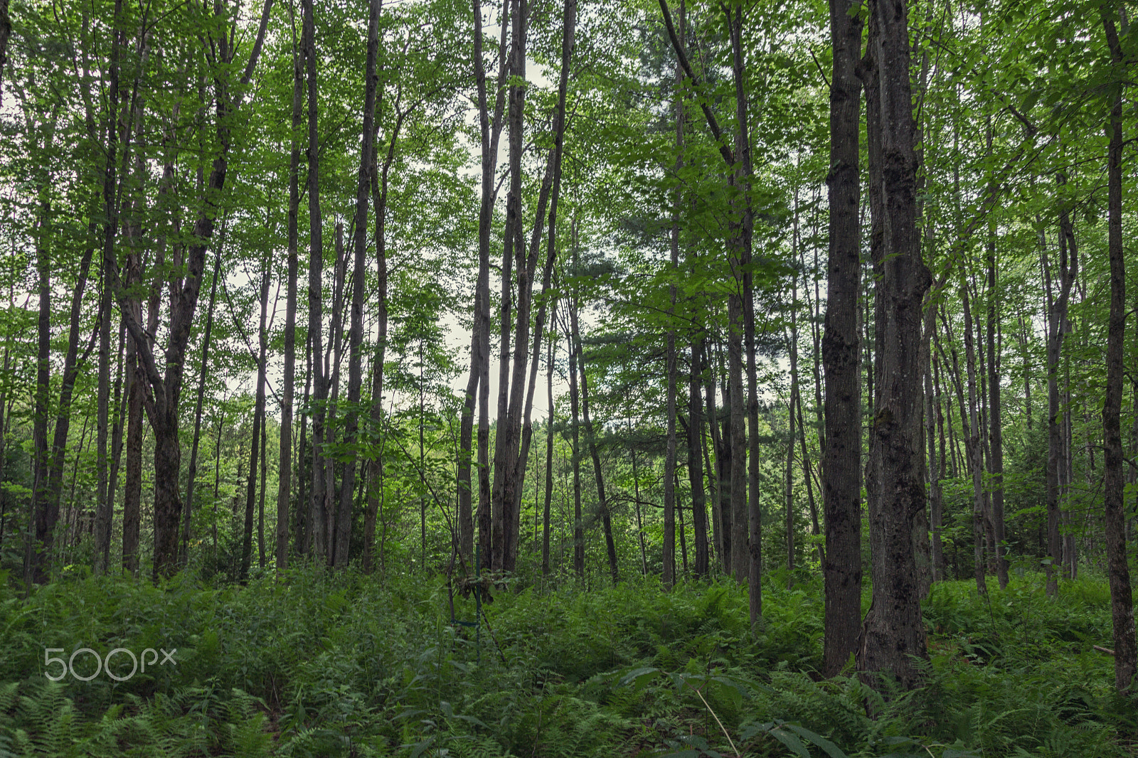 Canon EOS 650D (EOS Rebel T4i / EOS Kiss X6i) sample photo. Forest photography