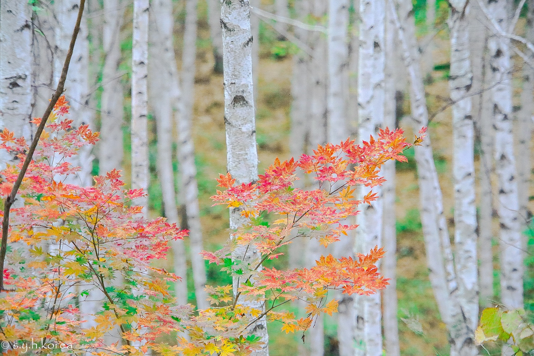 Canon EF 70-200mm F4L IS USM sample photo. Ta photography