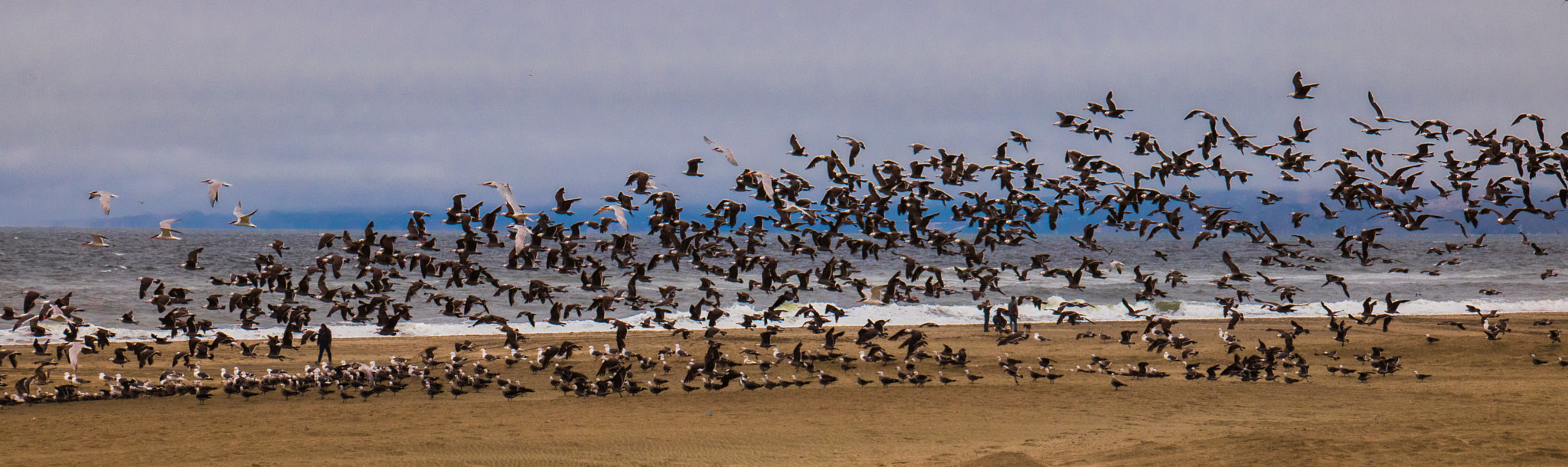 Canon EOS 760D (EOS Rebel T6s / EOS 8000D) sample photo. Migration photography