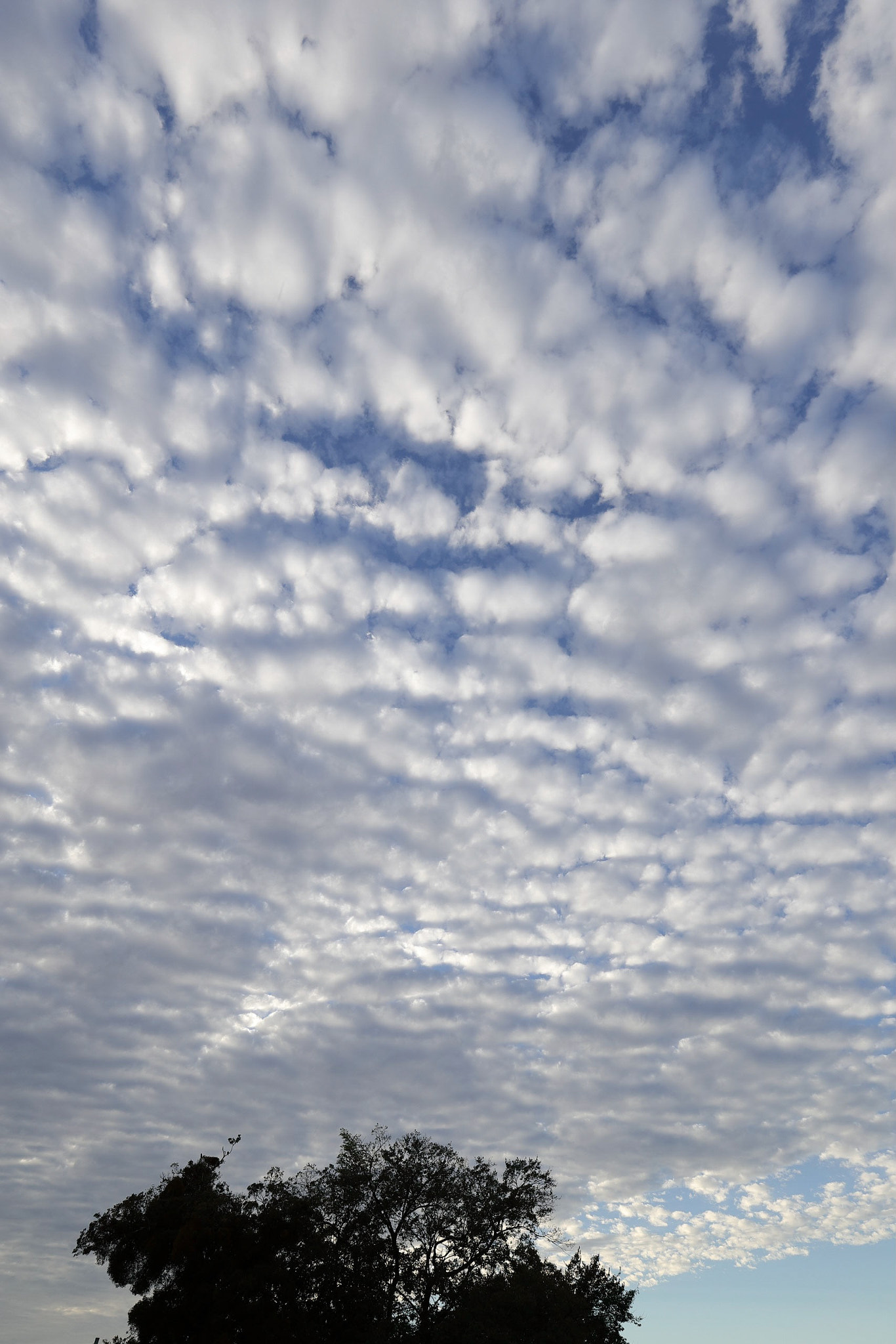 Canon EF 16-35mm F4L IS USM sample photo. Sardine clouds photography