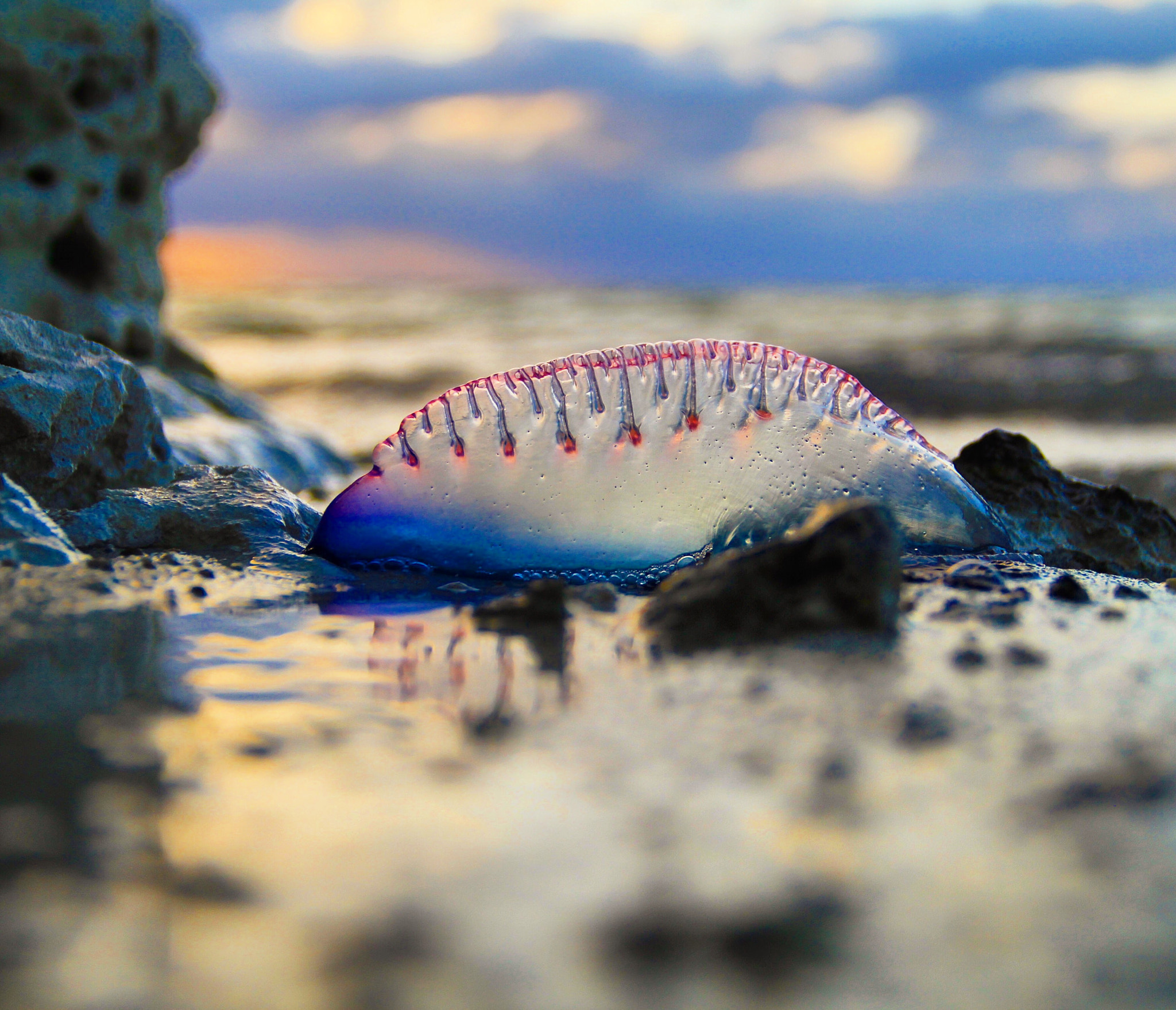 Canon EF-S 18-135mm F3.5-5.6 IS sample photo. Jellyfish at dawn photography