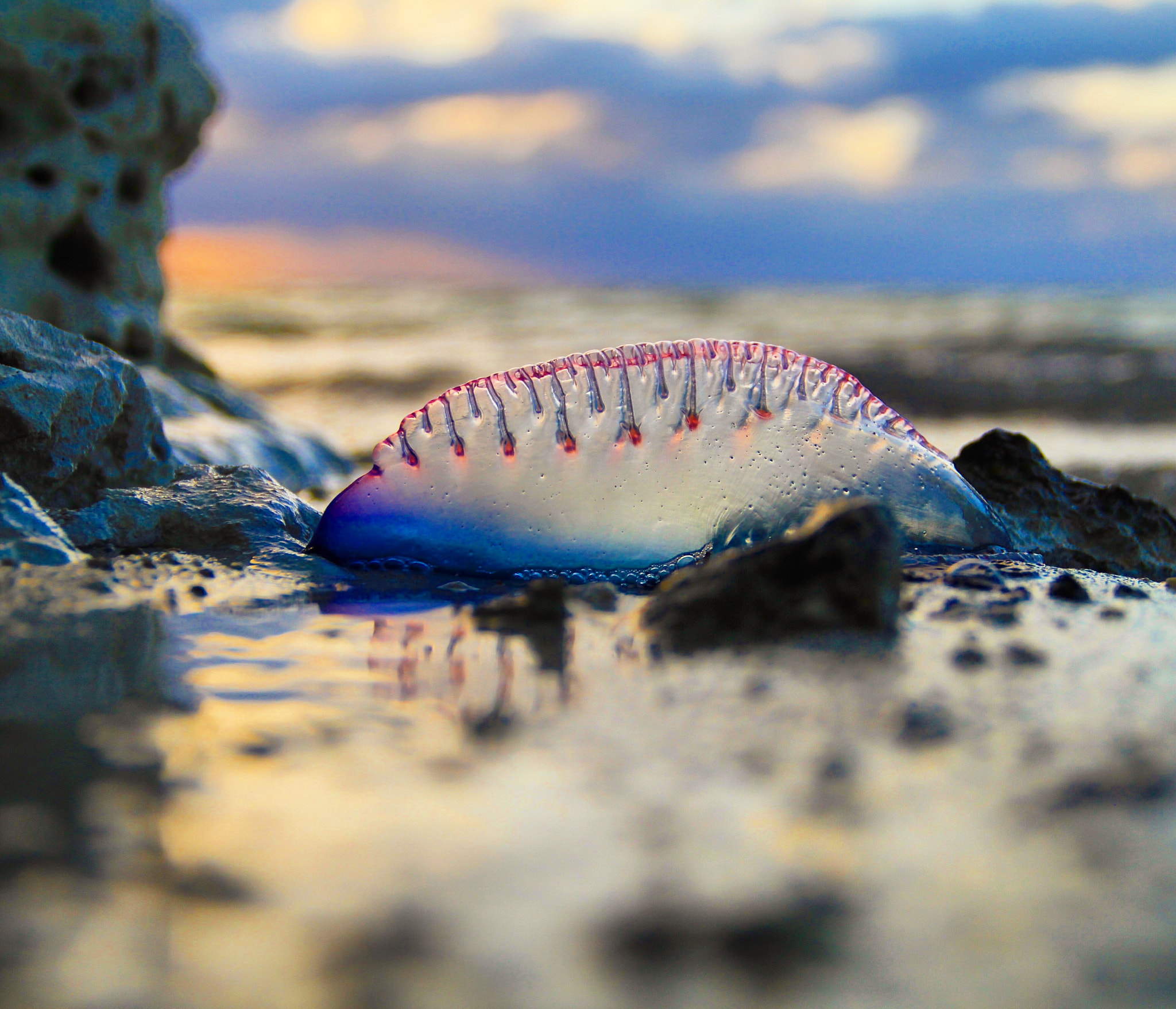 Canon EOS 60D + Canon EF-S 18-135mm F3.5-5.6 IS sample photo. Jellyfish at dawn photography