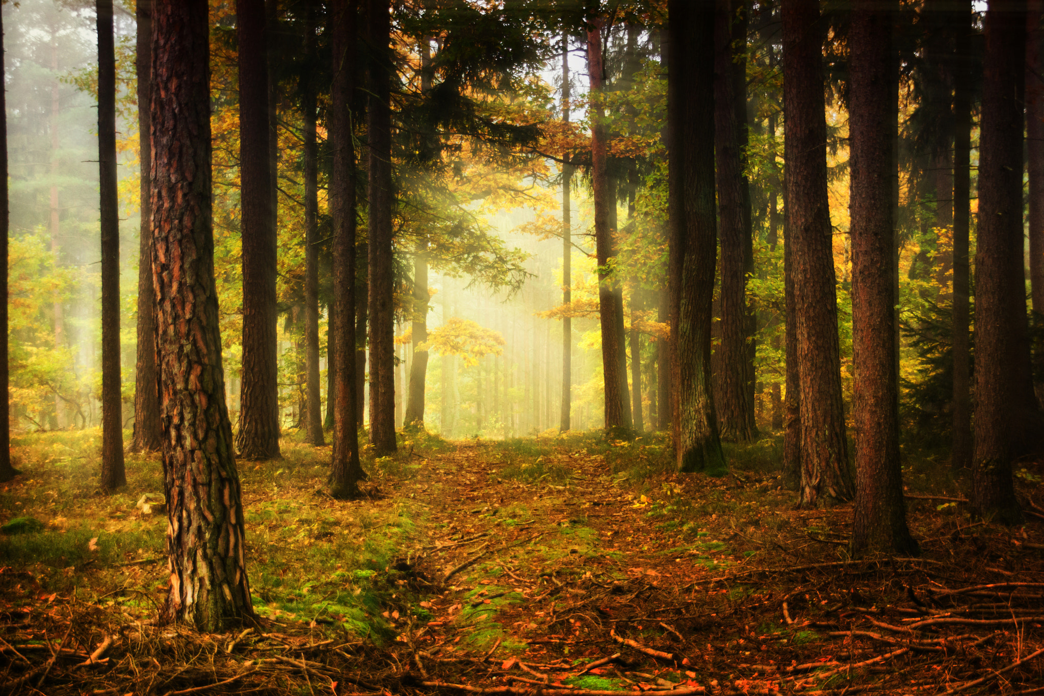 Sigma 18-200mm f/3.5-6.3 DC OS sample photo. Bohemian forest photography