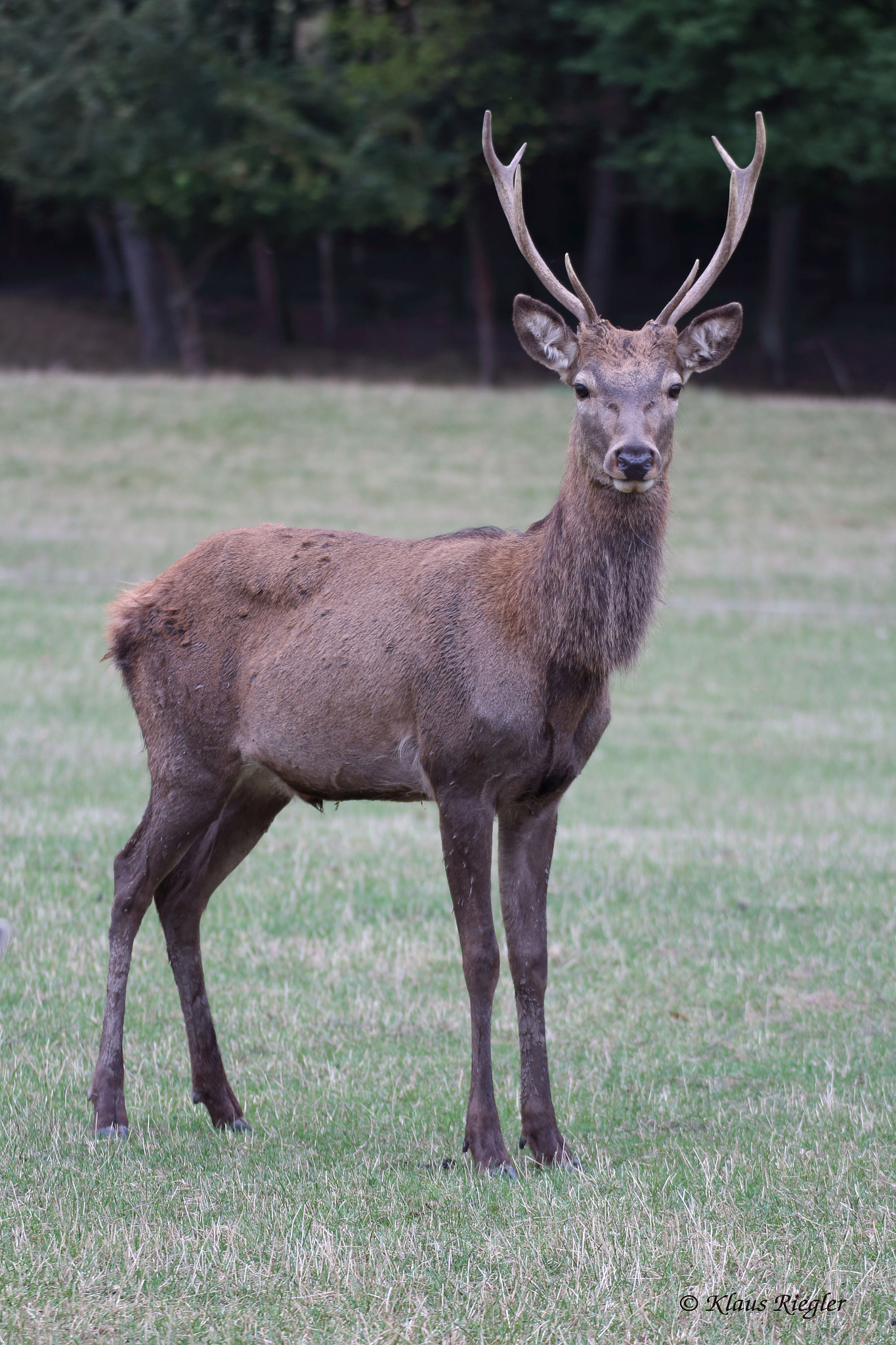 Canon EOS 650D (EOS Rebel T4i / EOS Kiss X6i) sample photo. Deer at the look ! photography
