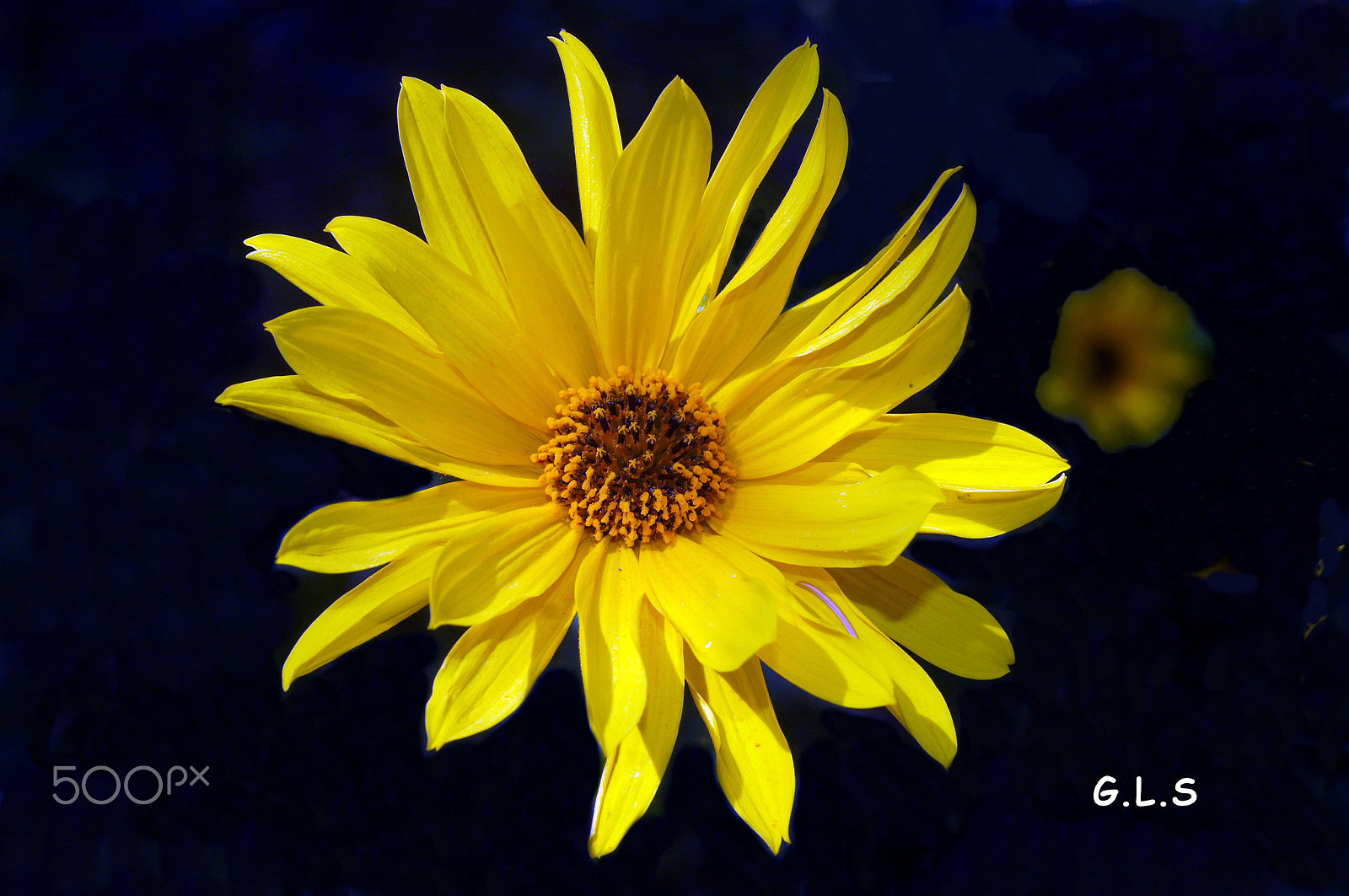 Minolta AF 50mm F3.5 Macro sample photo. Soleil dans la nuit photography