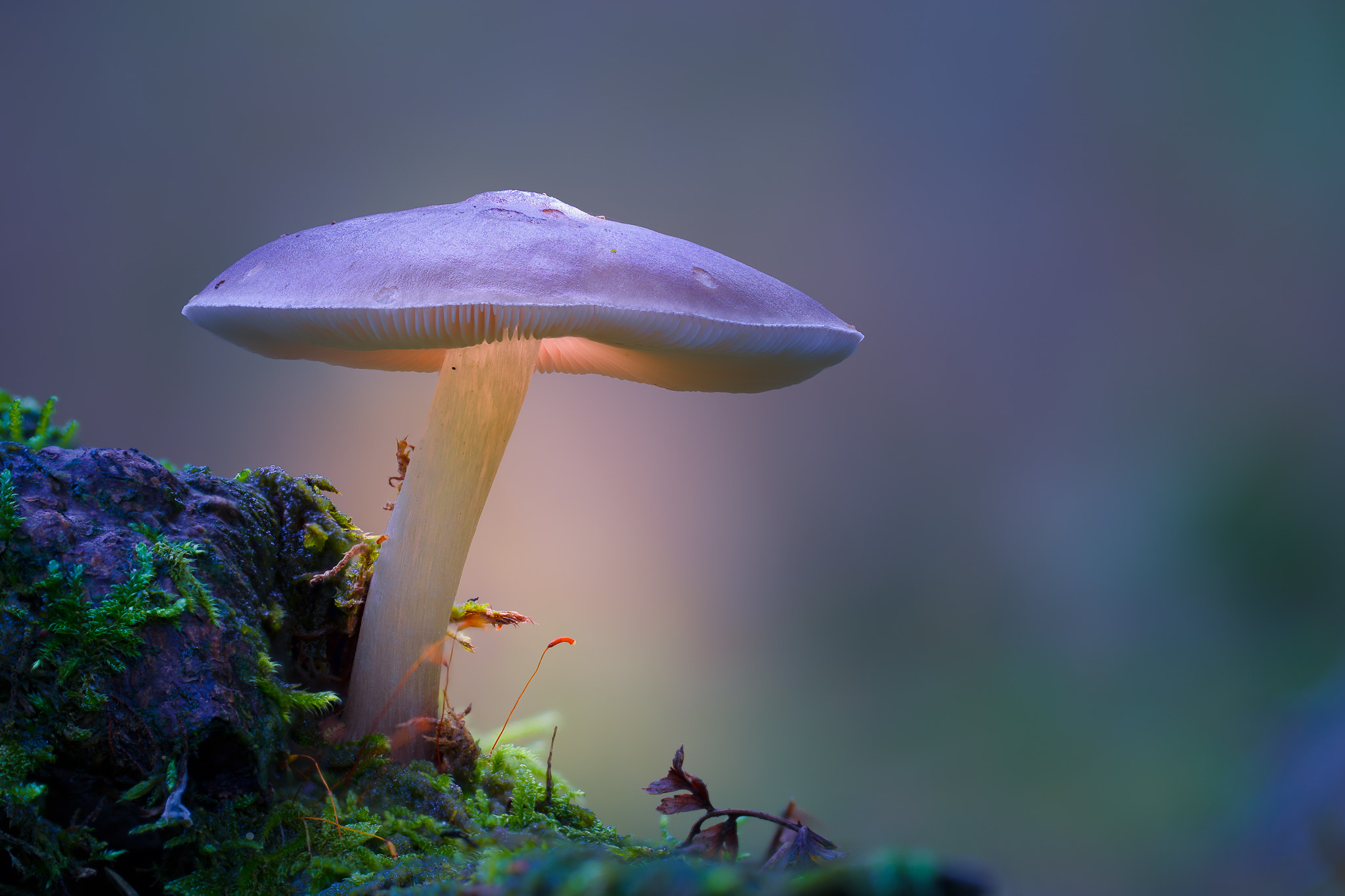 100mm F2.8 G SSM OSS sample photo. -glowing fungus- photography
