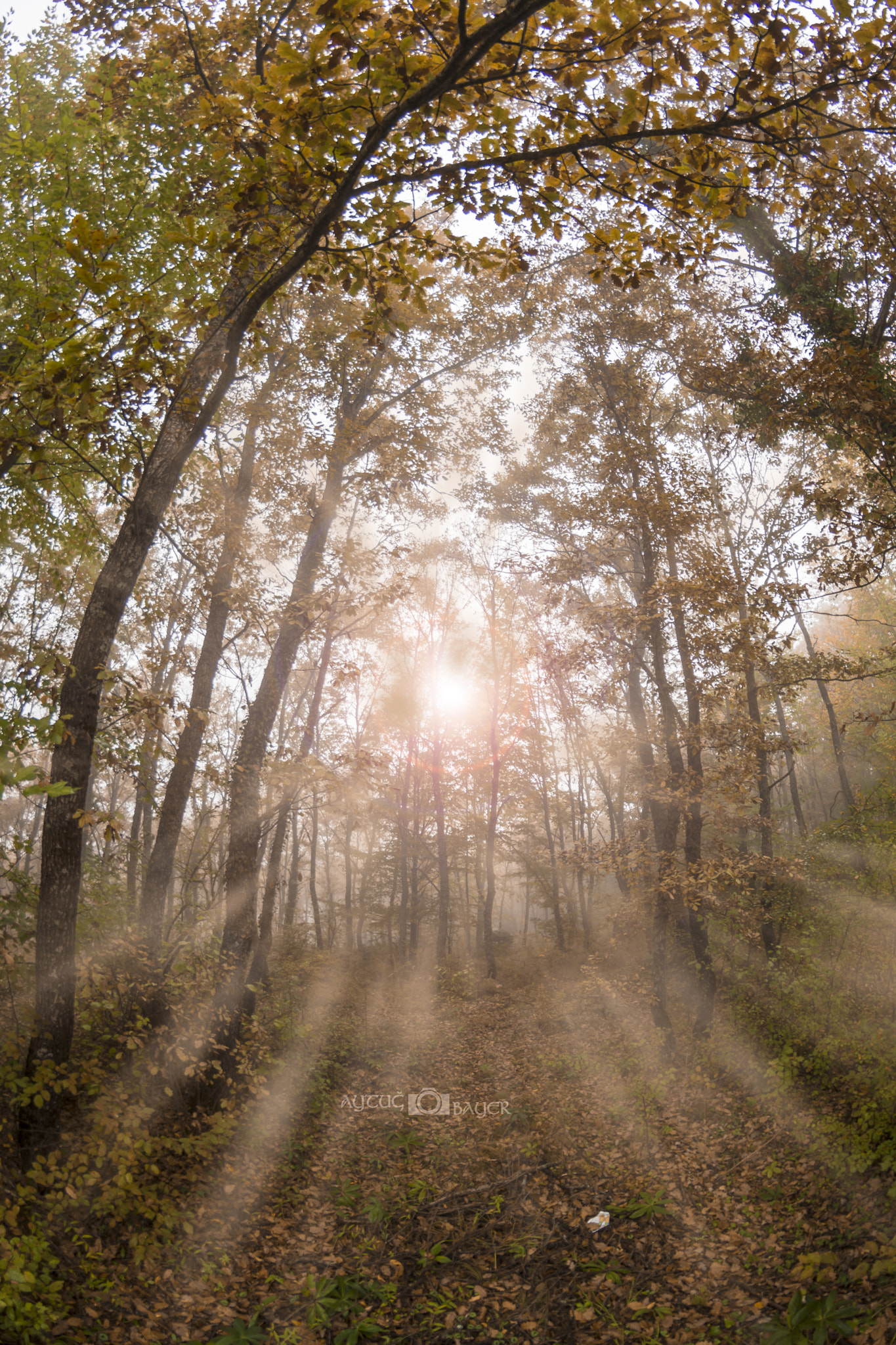 Samyang 8mm F3.5 Aspherical IF MC Fisheye sample photo. The rays photography