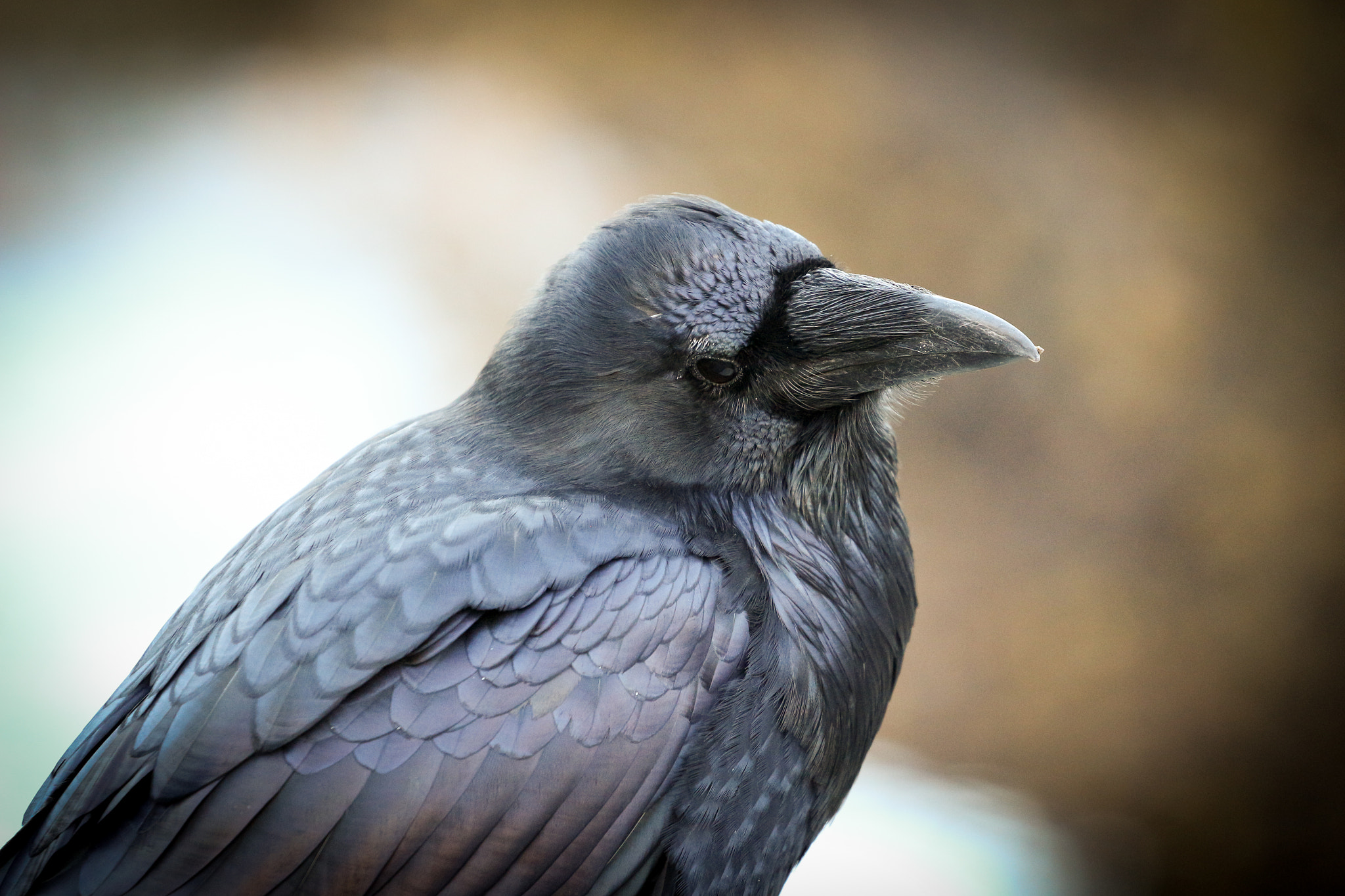 Canon EOS 650D (EOS Rebel T4i / EOS Kiss X6i) + Canon EF 70-200mm F4L USM sample photo. Thoughtful raven photography