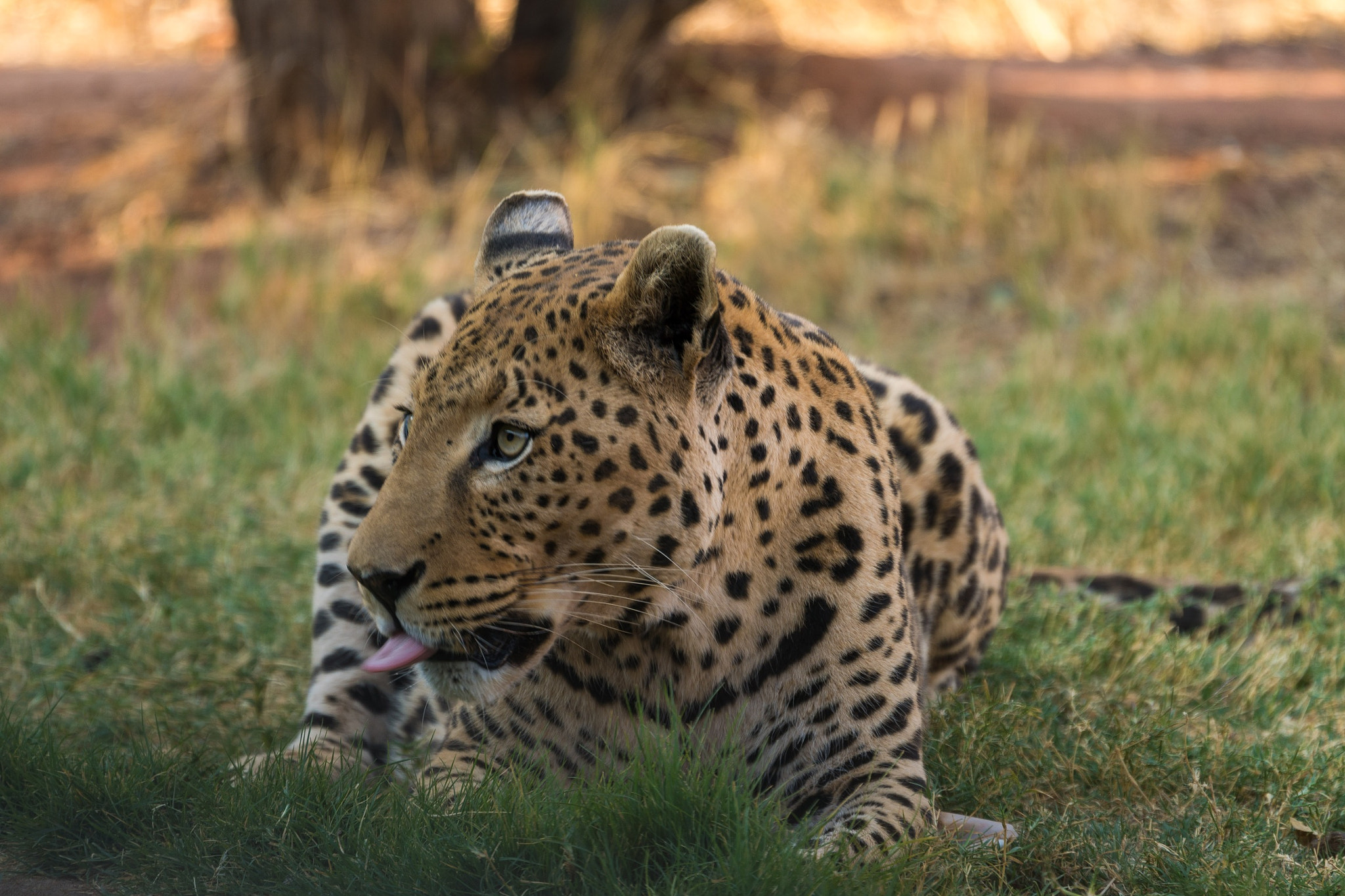 Sony FE 70-300mm F4.5-5.6 G OSS sample photo. Cheeky wahu photography
