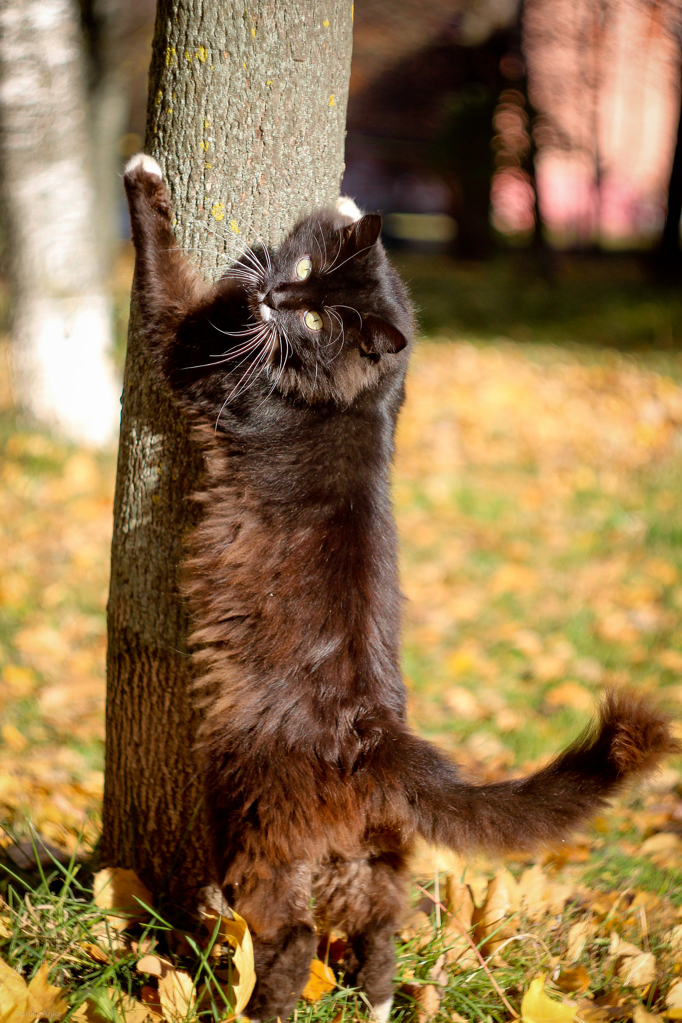 Canon EF 35-80mm f/4-5.6 sample photo. Cat's claws photography
