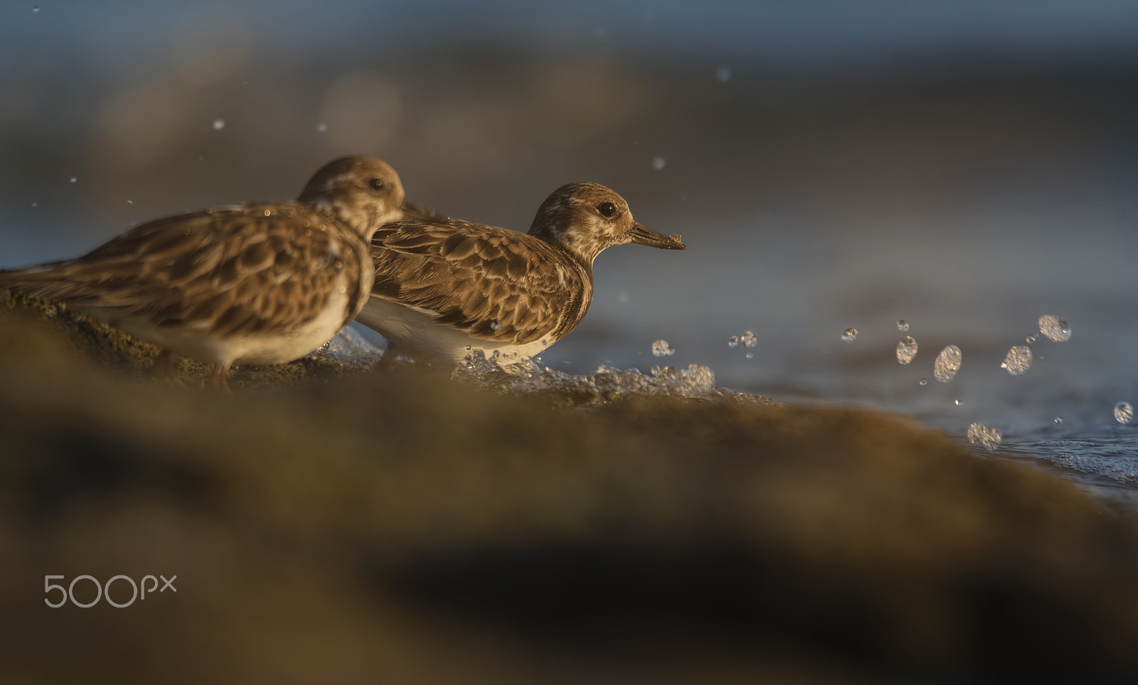 Nikon D750 + Nikon AF-S Nikkor 500mm F4G ED VR sample photo. Ruddy turnstone photography