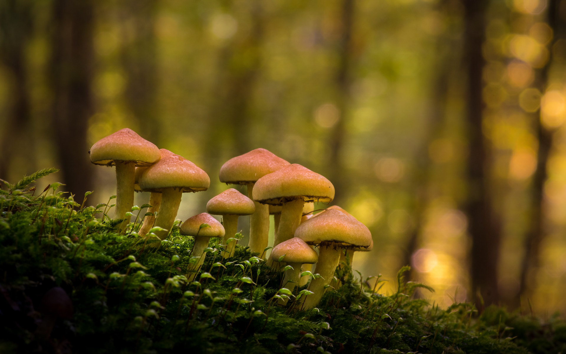 Pentax K-3 sample photo. Autumn light | mushroom family meeting photography