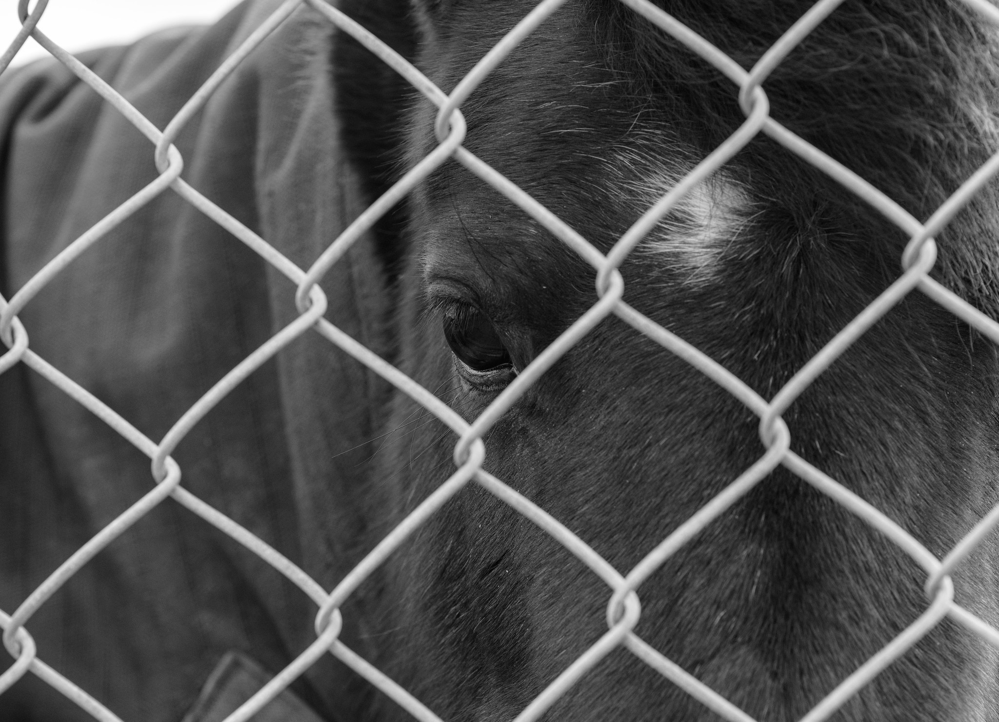 Nikon D750 + Nikon AF Nikkor 180mm F2.8D ED-IF sample photo. Sad horse photography