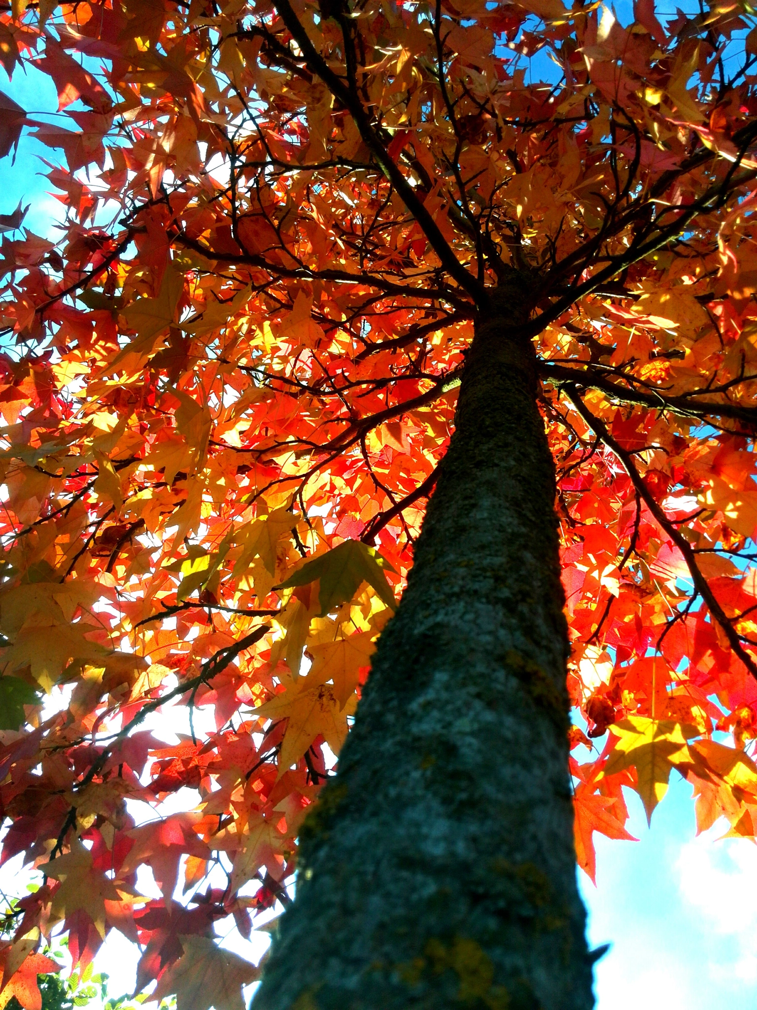 HUAWEI P6-U06 sample photo. Indian summer photography