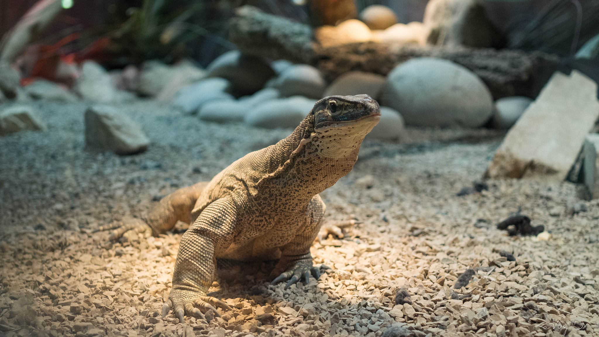 Olympus OM-D E-M10 II + Sigma 30mm F2.8 DN Art sample photo. Parai daiza photography