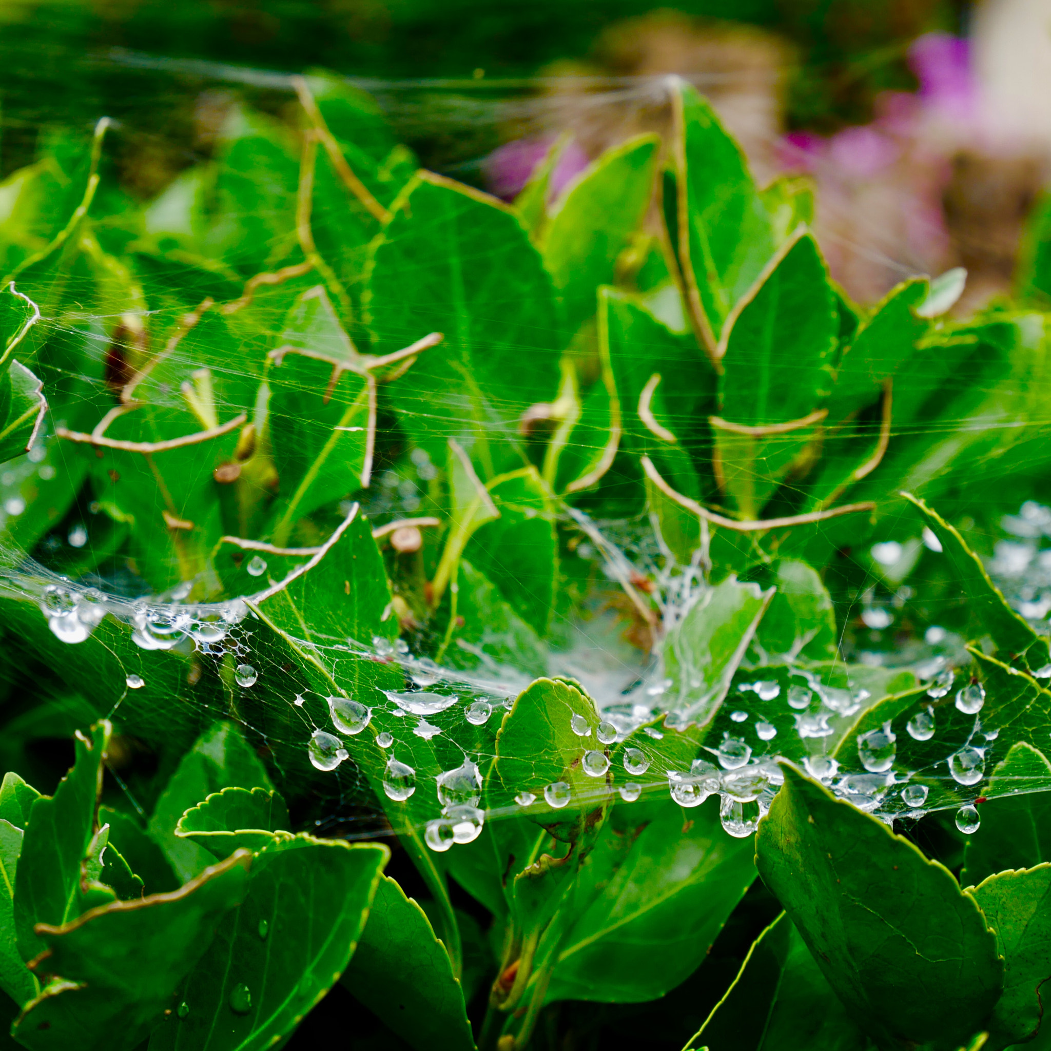 Panasonic Lumix DMC-GX85 (Lumix DMC-GX80 / Lumix DMC-GX7 Mark II) sample photo. 雨の後の蜘蛛の巣 cobweb after the rain photography