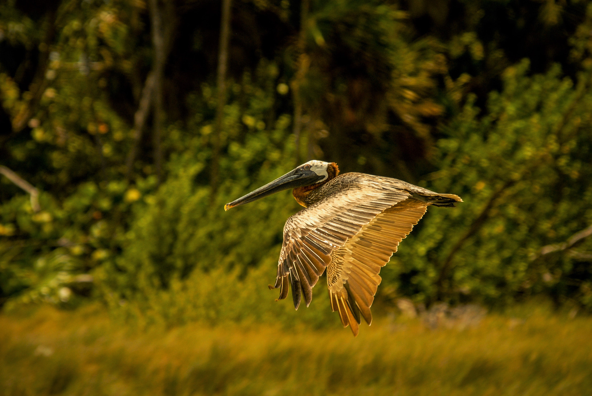 Sigma 50-500mm F4-6.3 EX APO RF HSM sample photo