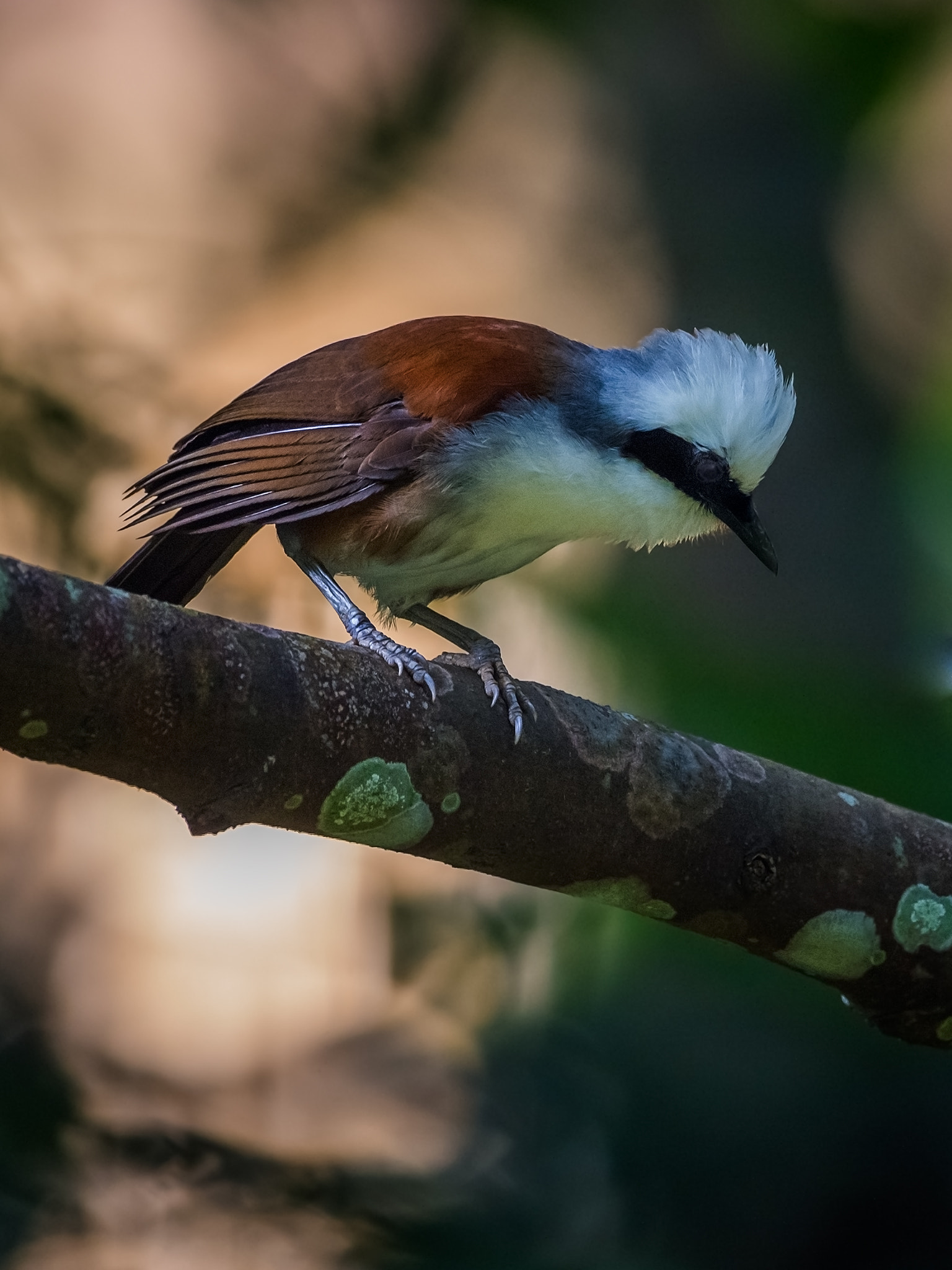 Nikon D4 sample photo. White crested laughing thrush photography