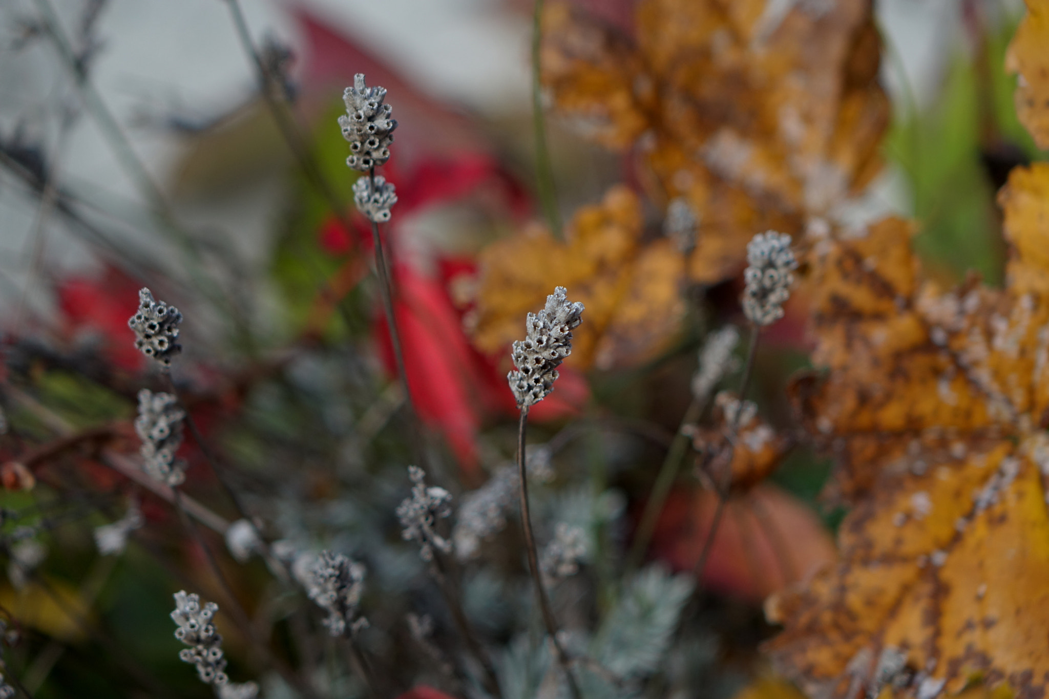 Sony Cyber-shot DSC-RX10 + Sony 24-200mm F2.8 sample photo. Delicate colors photography