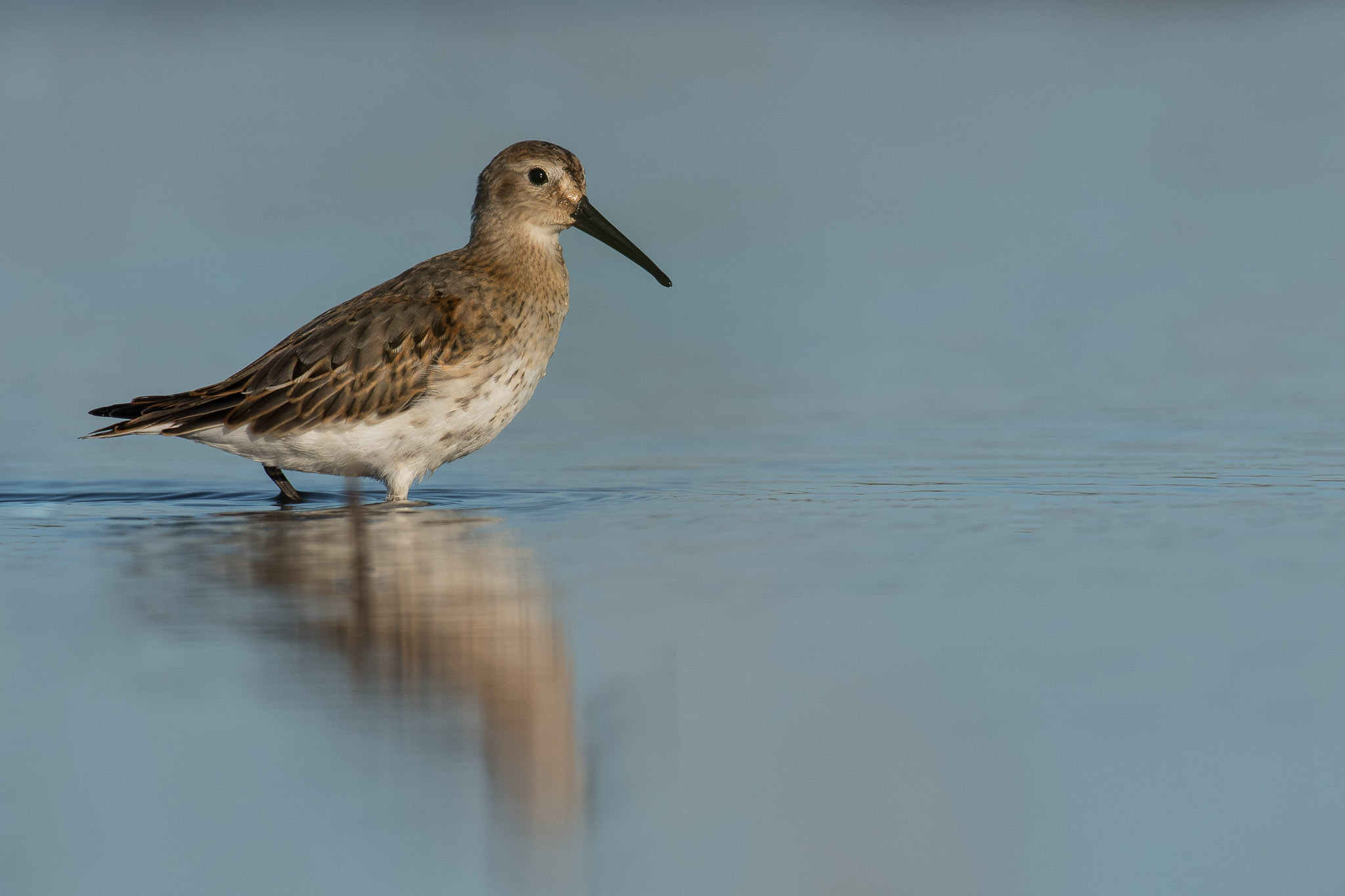 Nikon AF-S Nikkor 200-400mm F4G ED-IF VR sample photo. Dunlin / alpenstrandläufer photography