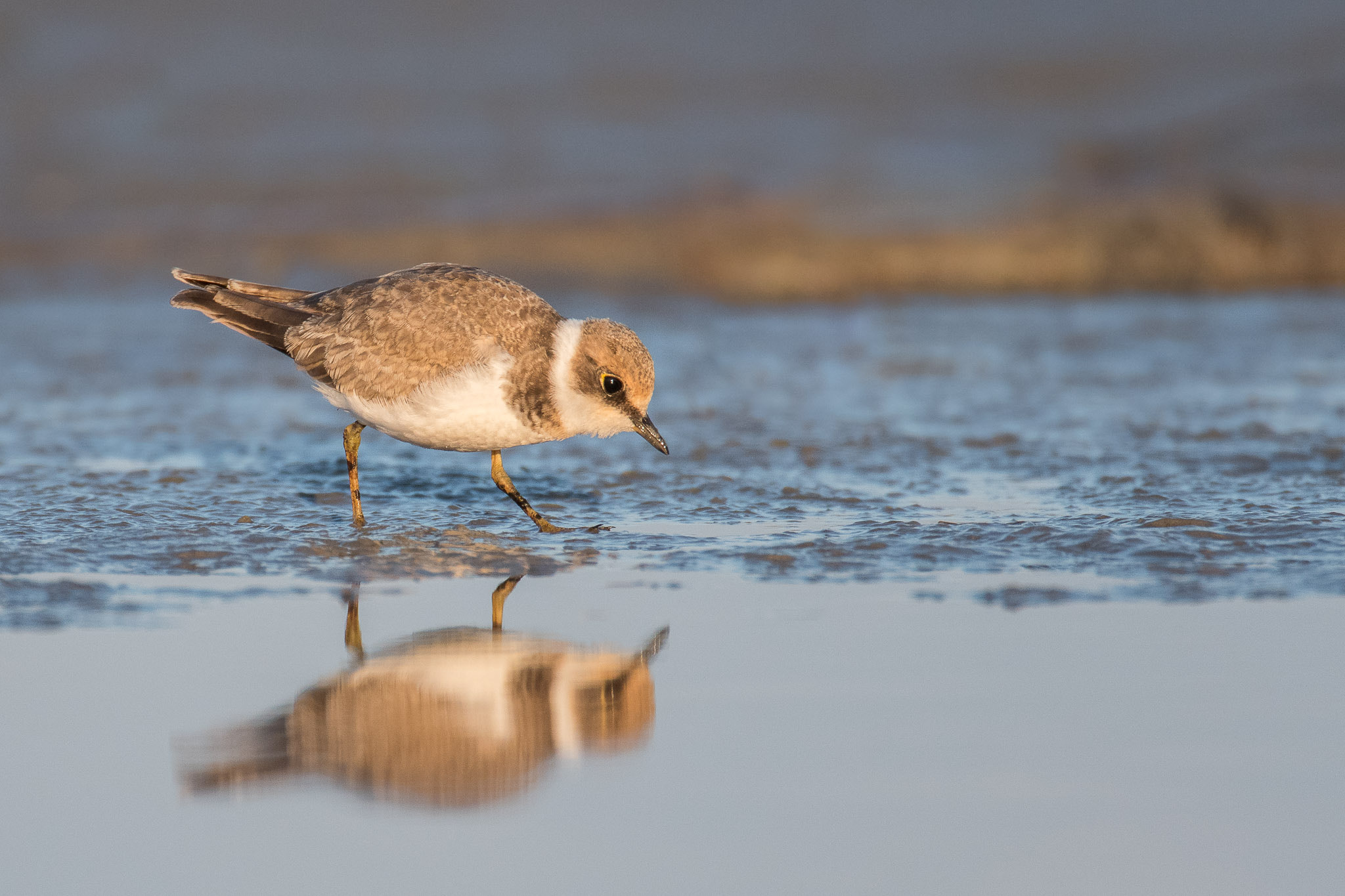 Nikon D500 sample photo. Little ringed plover photography