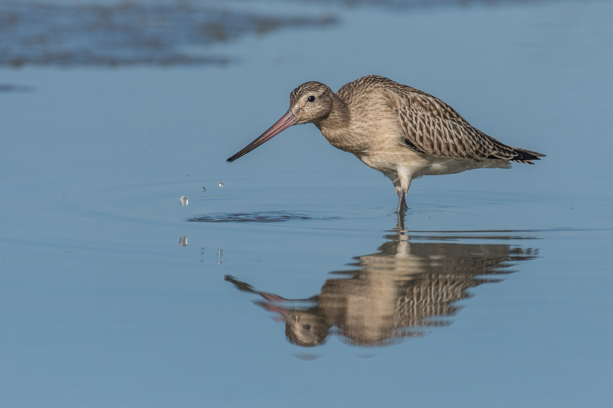 Nikon AF-S Nikkor 200-400mm F4G ED-IF VR sample photo. Bar-tailed godwit photography