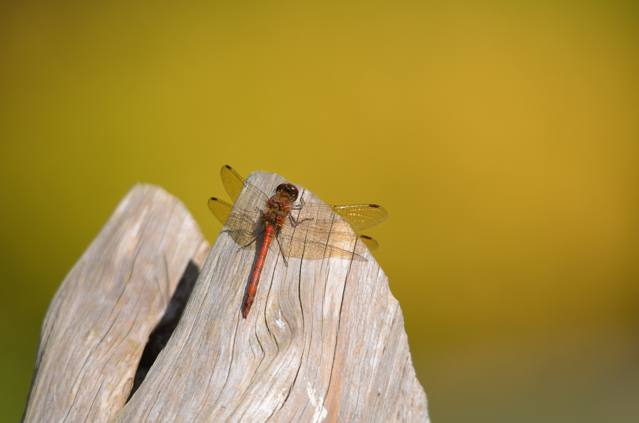 Sigma 150-500mm F5-6.3 DG OS HSM sample photo. Poised photography