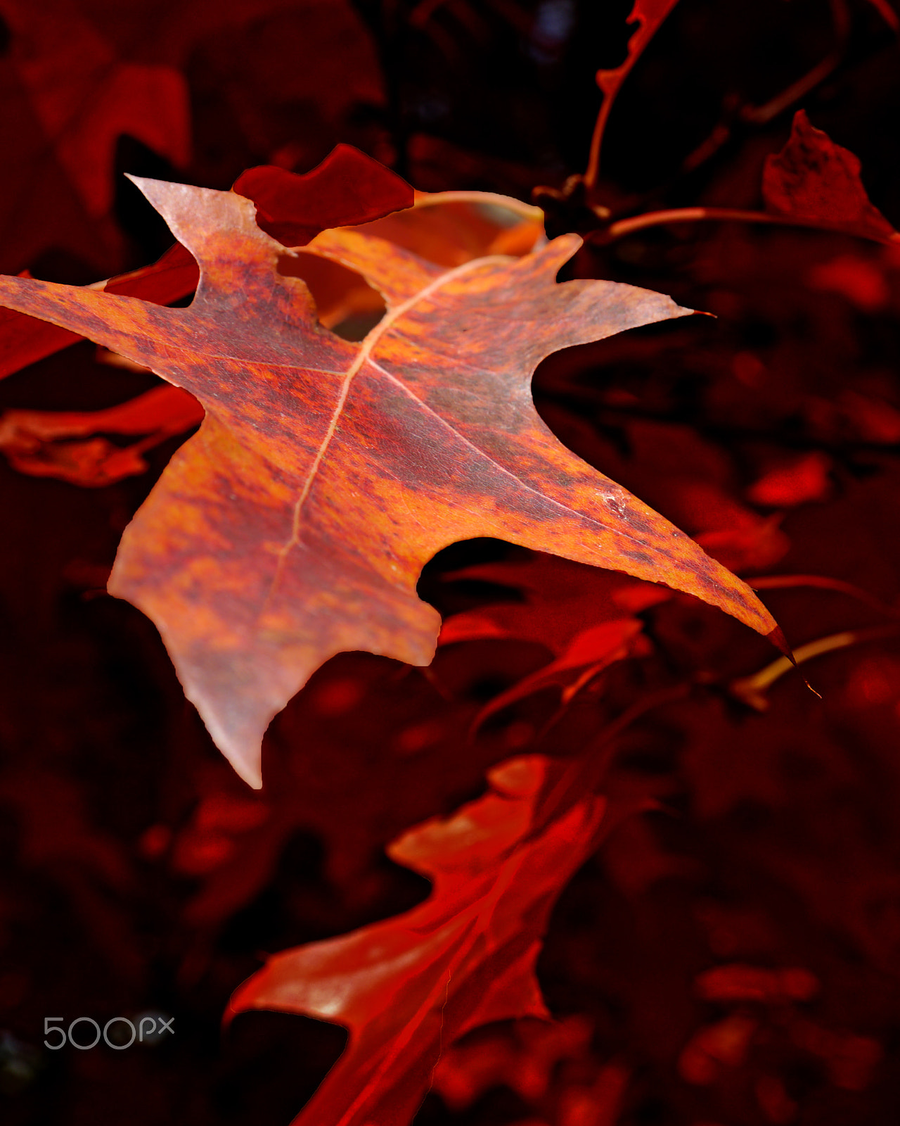 Panasonic Lumix DMC-G3 sample photo. Autumn leaf photography