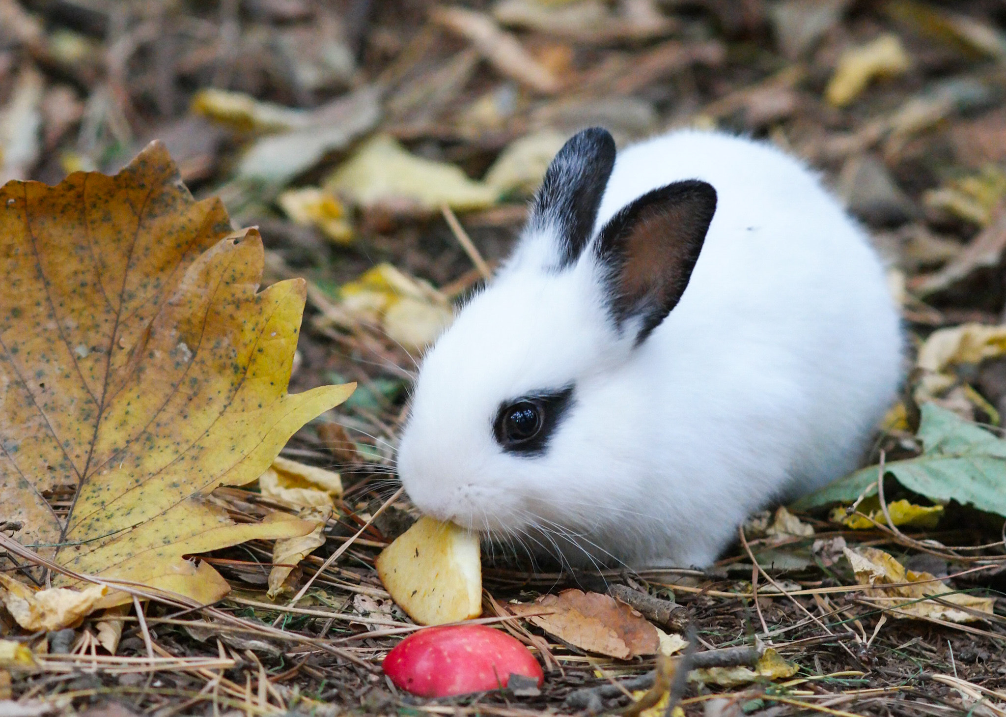 Samsung NX1 + Samsung NX 85mm F1.4 ED SSA sample photo. The mascara rabbit  photography