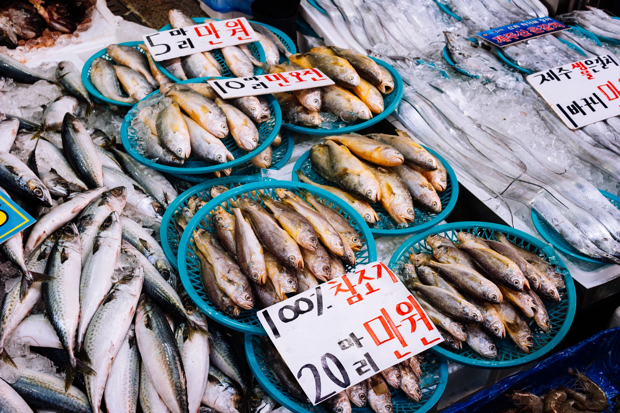 Samsung NX 30mm F2 Pancake sample photo. Can we live without fish?? photography