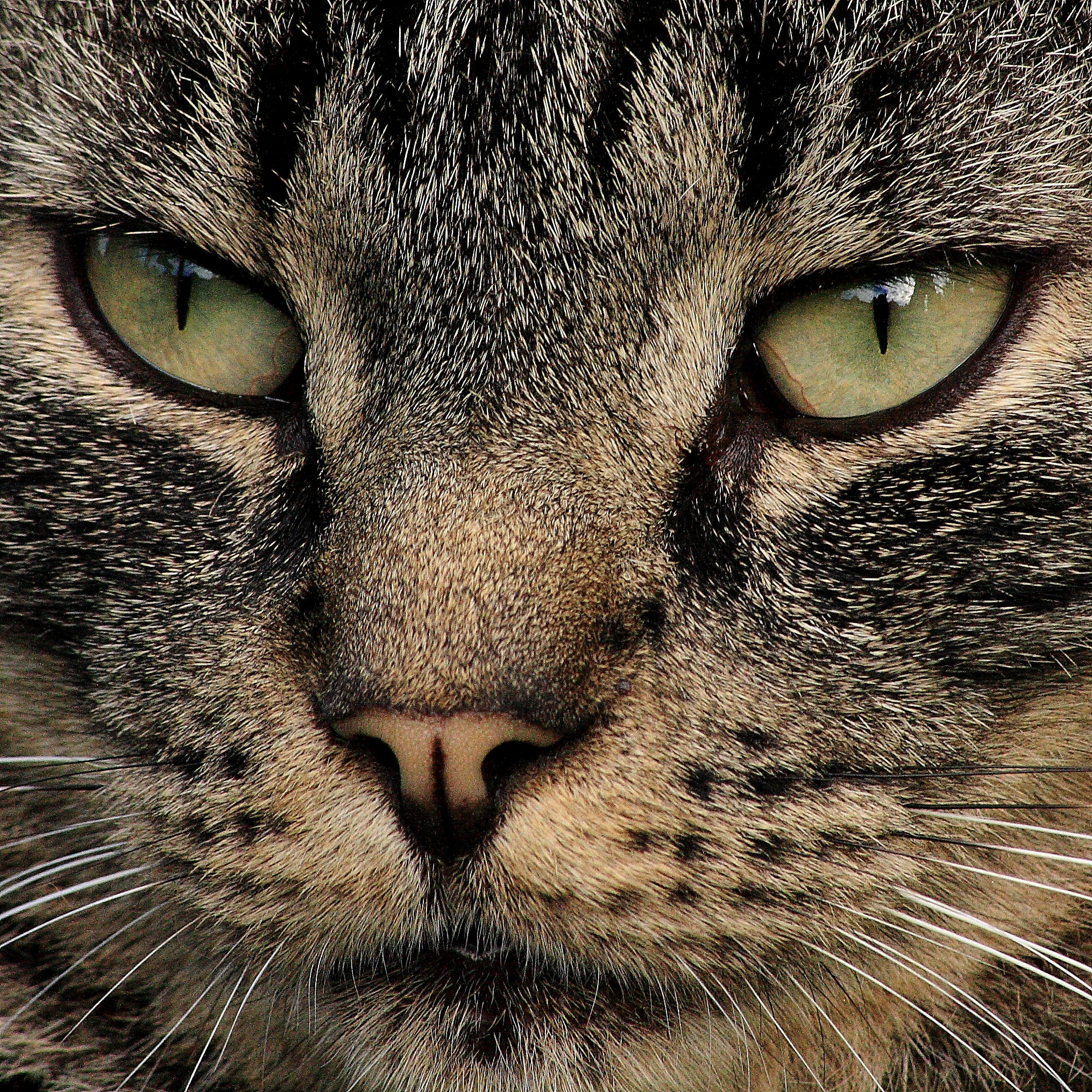 Canon 55-200mm sample photo. A cats face in detail! photography