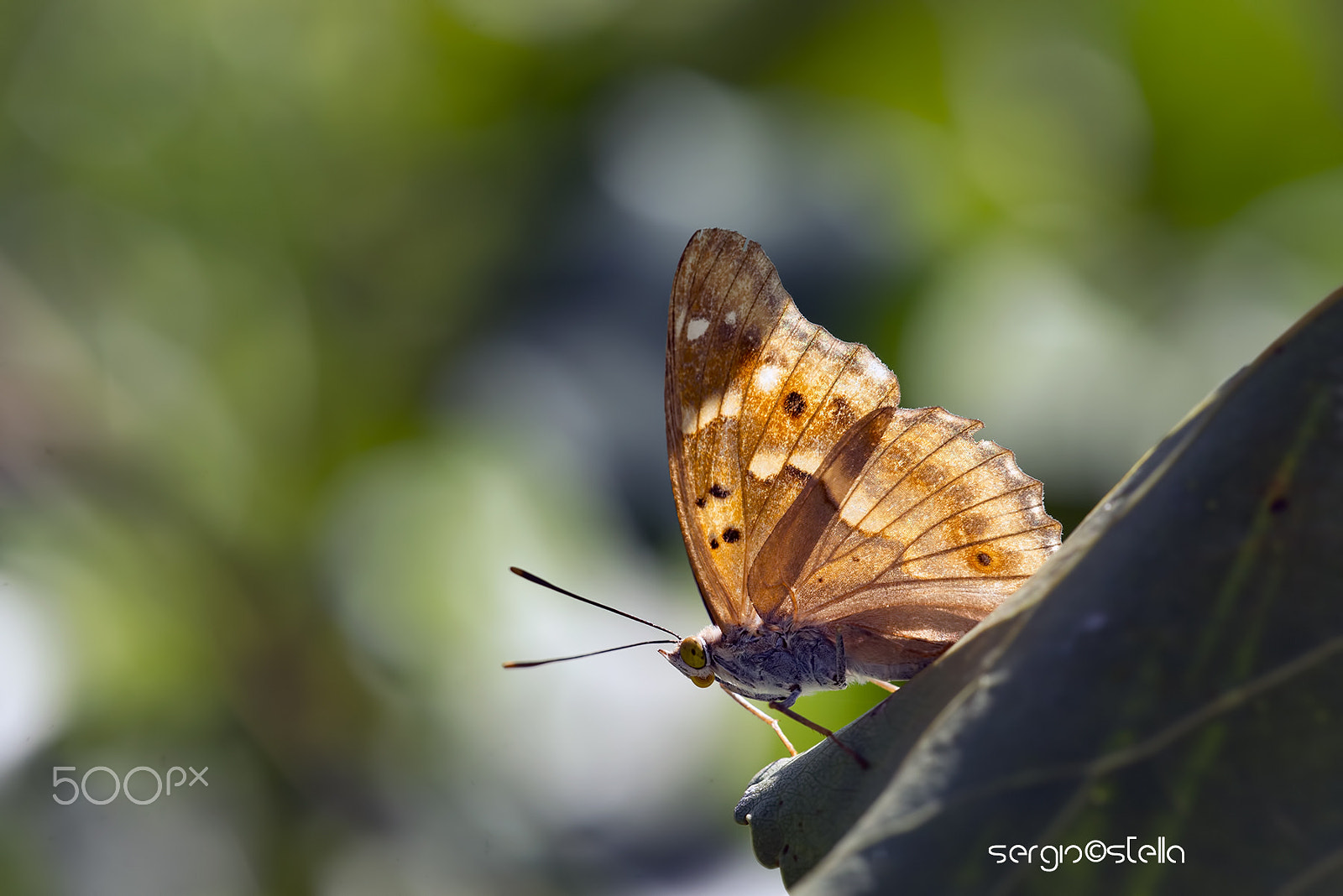 Nikon D610 + Sigma 150mm F2.8 EX DG Macro HSM sample photo. Apatura ilia backlight_____ photography