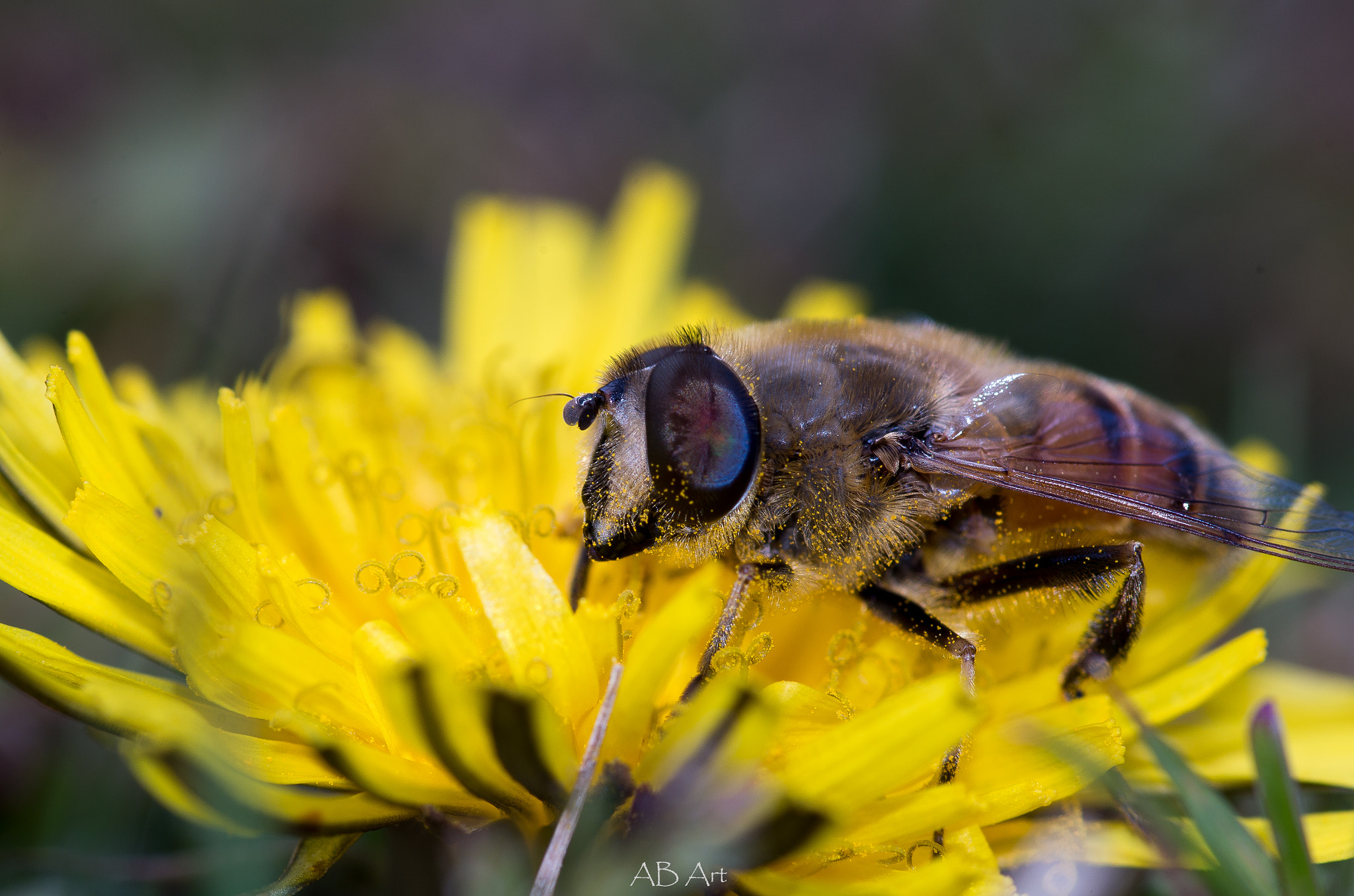 Pentax smc D-FA 100mm F2.8 Macro WR sample photo. Biene photography