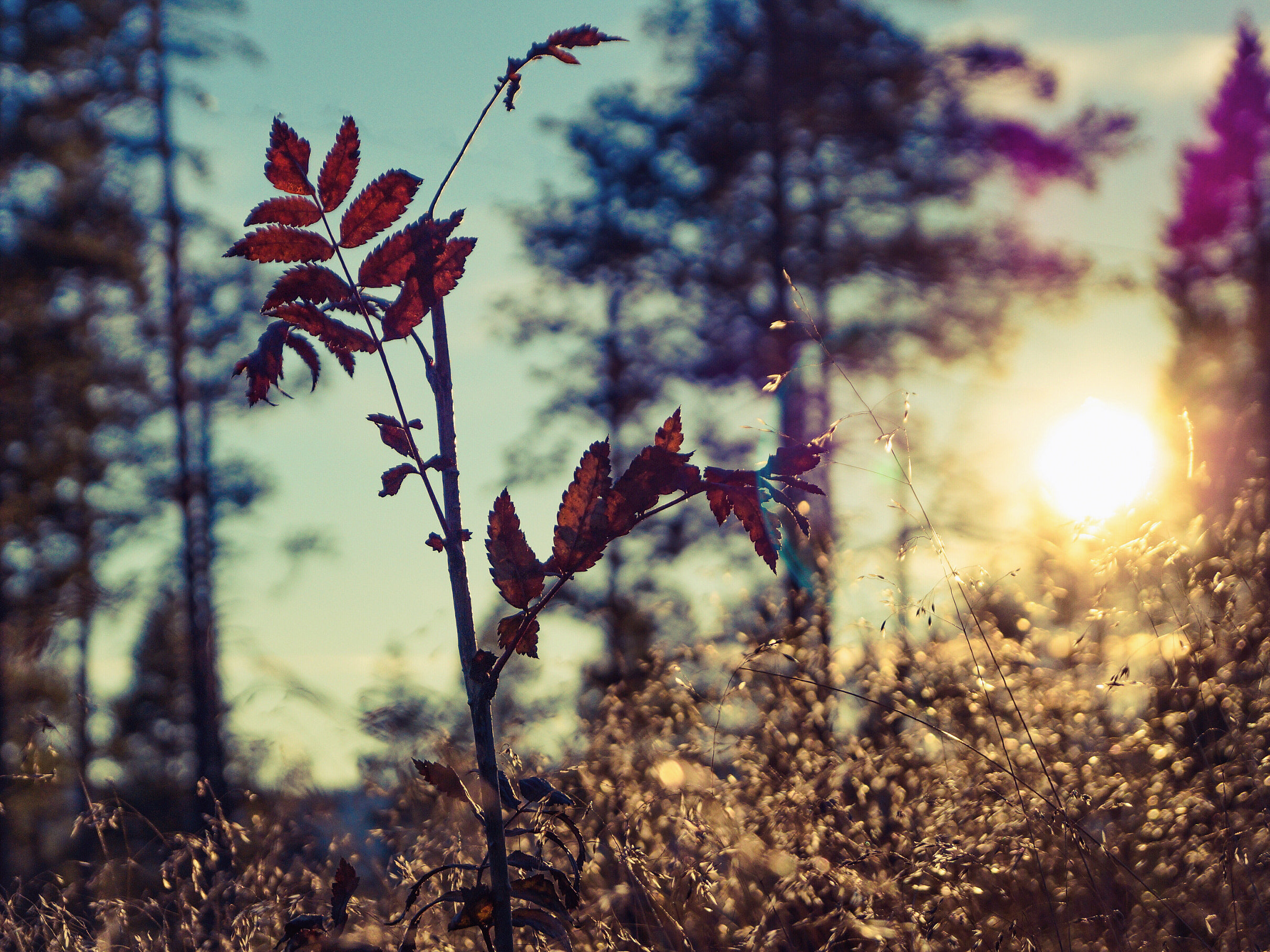 Sony DT 18-55mm F3.5-5.6 SAM II sample photo. Red leaves photography
