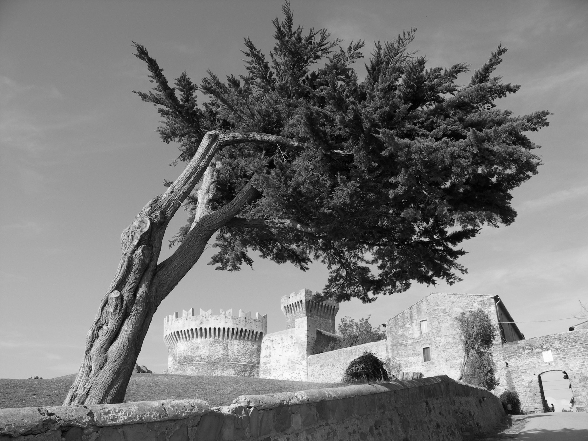 KONICA MINOLTA DiMAGE A200 sample photo. The tree and the castle photography
