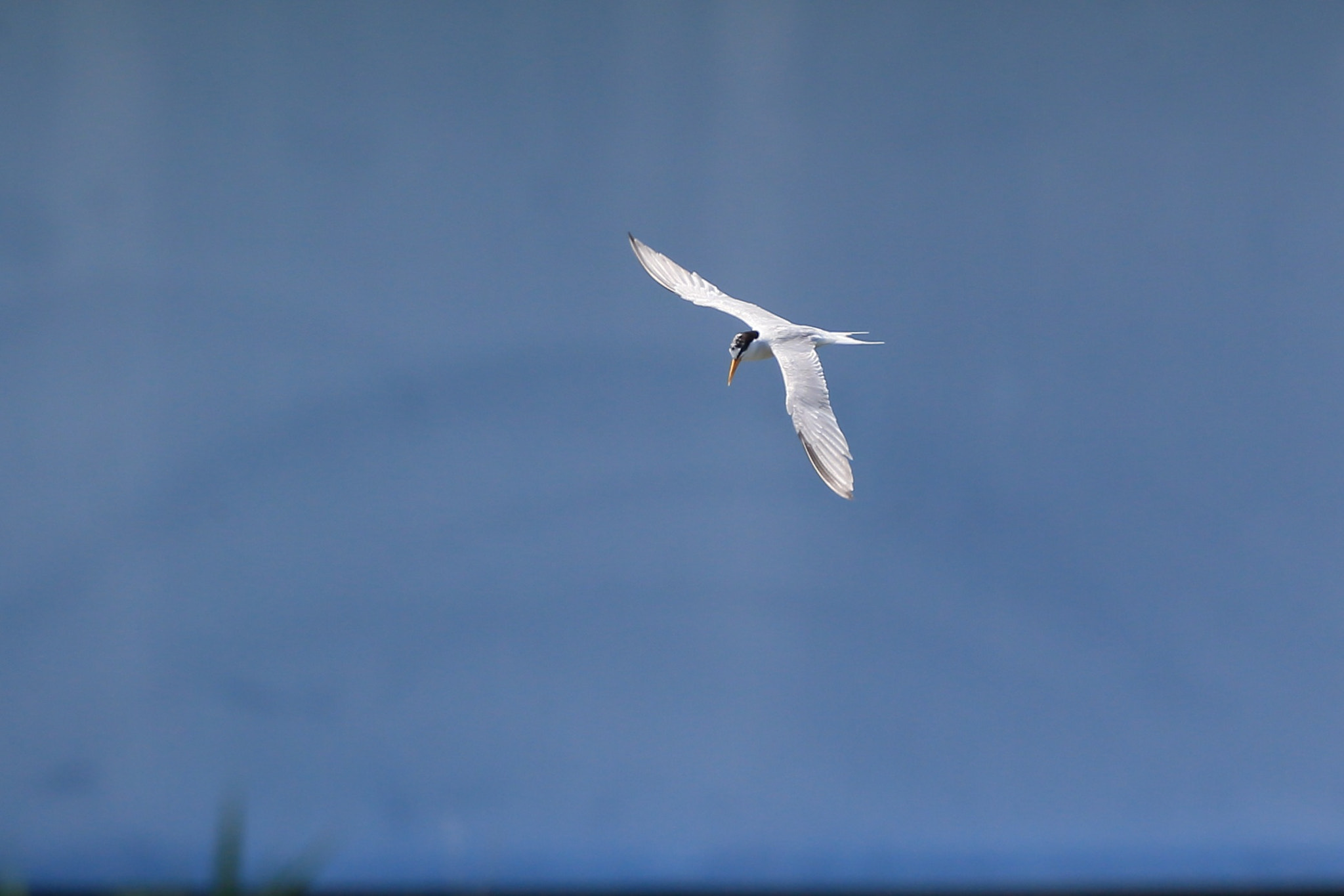 Canon EF 800mm F5.6L IS USM sample photo. クロハラアジサシ 狙い− photography