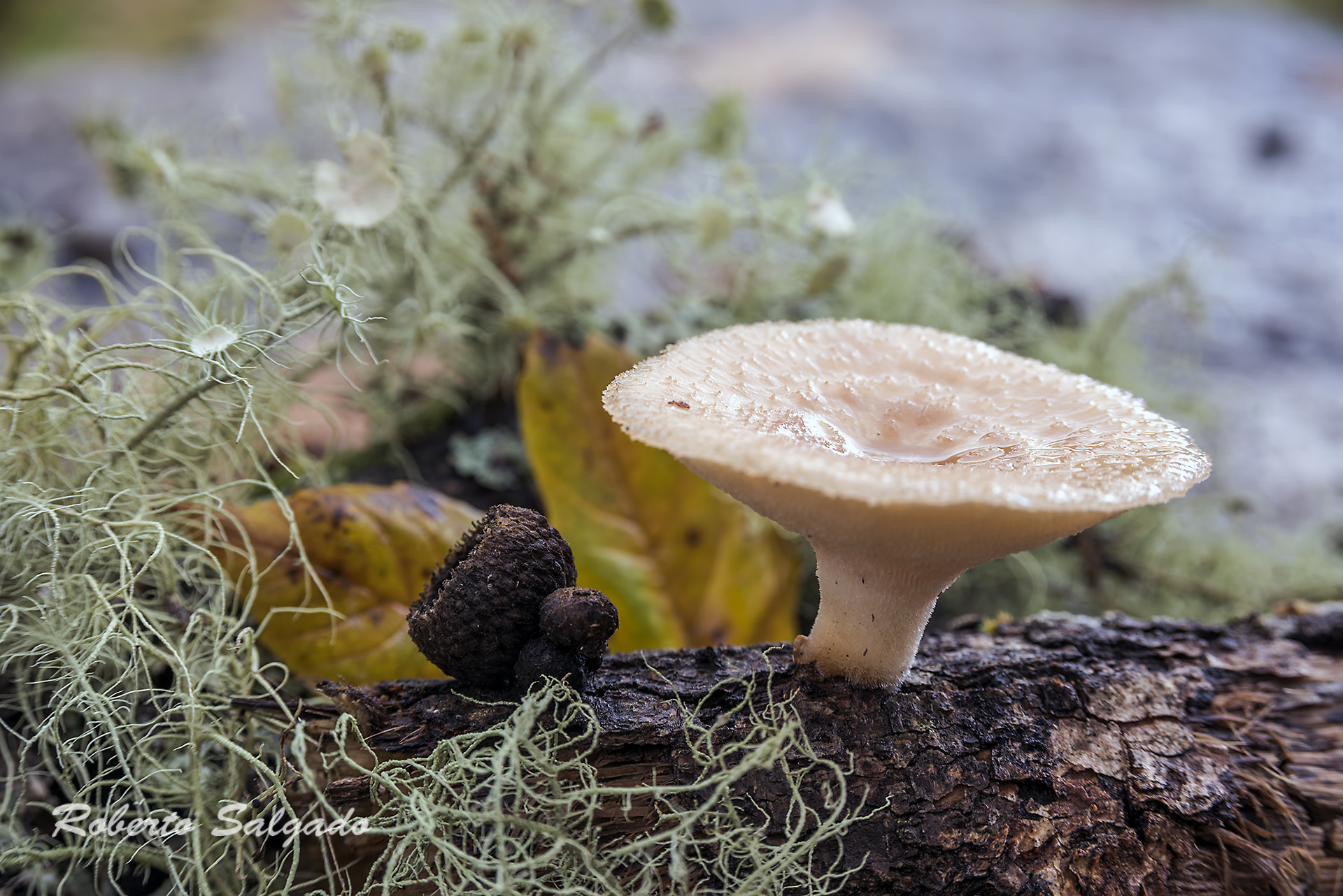AF Zoom-Nikkor 28-105mm f/3.5-4.5D IF sample photo. Autumn photography