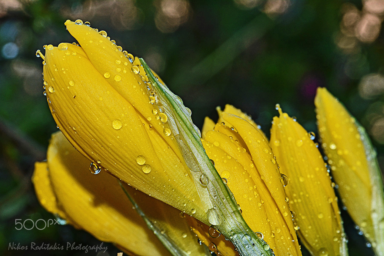 Nikon D5200 + AF Nikkor 20mm f/2.8 sample photo. Sternbergia lutea under the rain photography