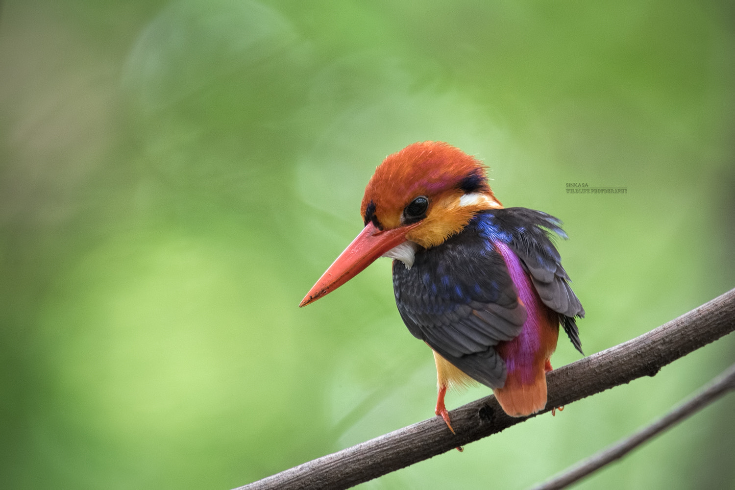 Nikon Nikkor AF-S 300mm F4E PF ED VR sample photo. Black backed kingfisher photography