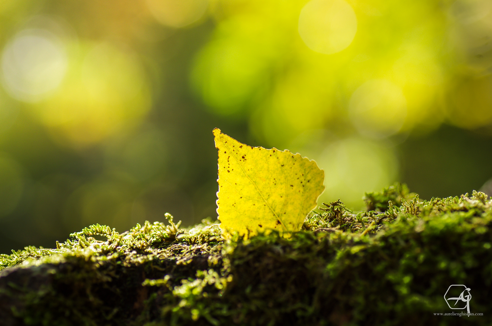 Pentax K-5 sample photo. Autumn is coming photography