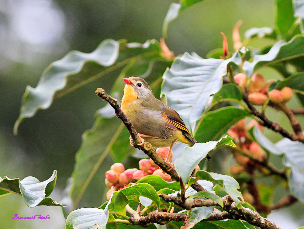 Canon EOS 700D (EOS Rebel T5i / EOS Kiss X7i) + Canon EF 400mm F5.6L USM sample photo. Name red billed leiothrix photography