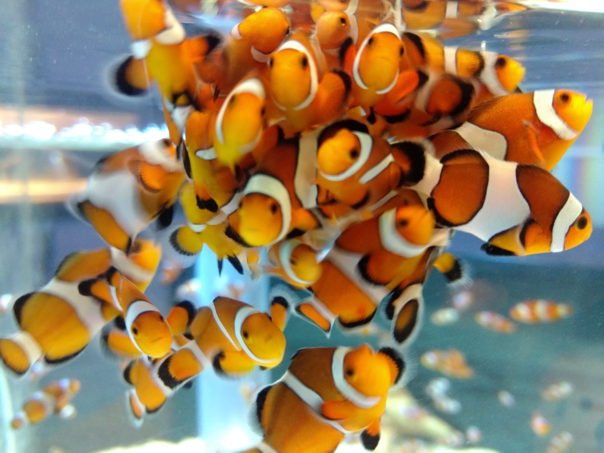 Motorola Moto X Pure Edition sample photo. I found nemo photography